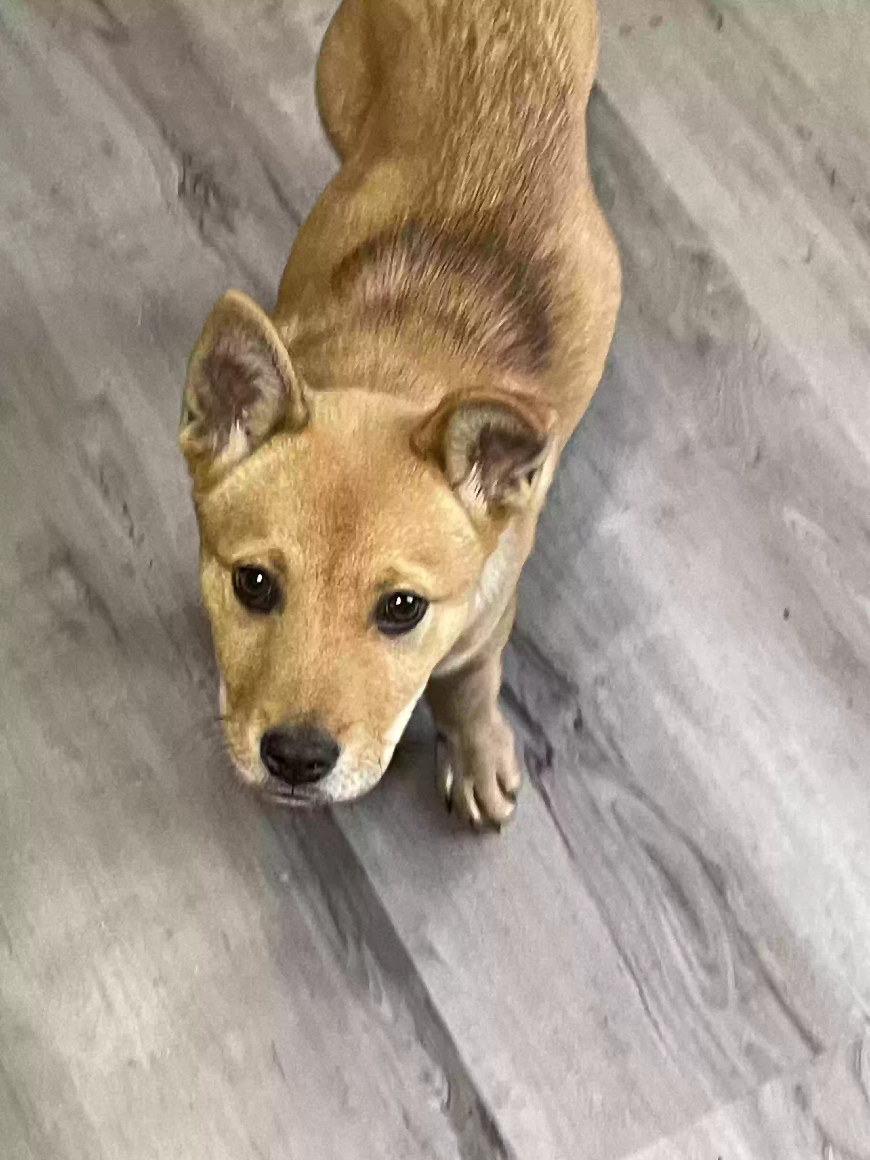 adoptable Dog in Augusta,GA named Baby girl