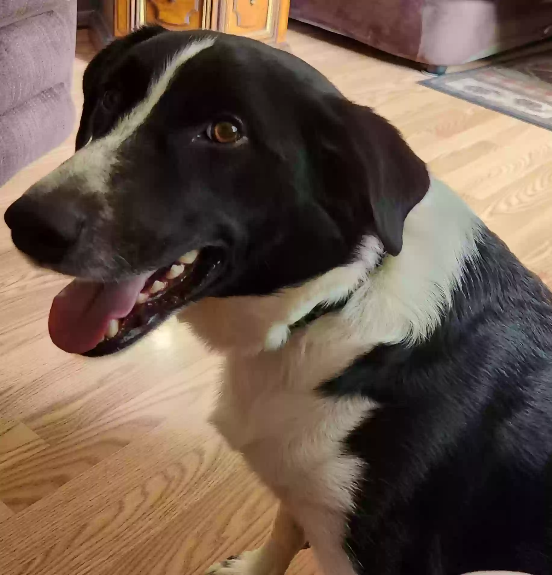 adoptable Dog in Dingmans Ferry,PA named Ollie