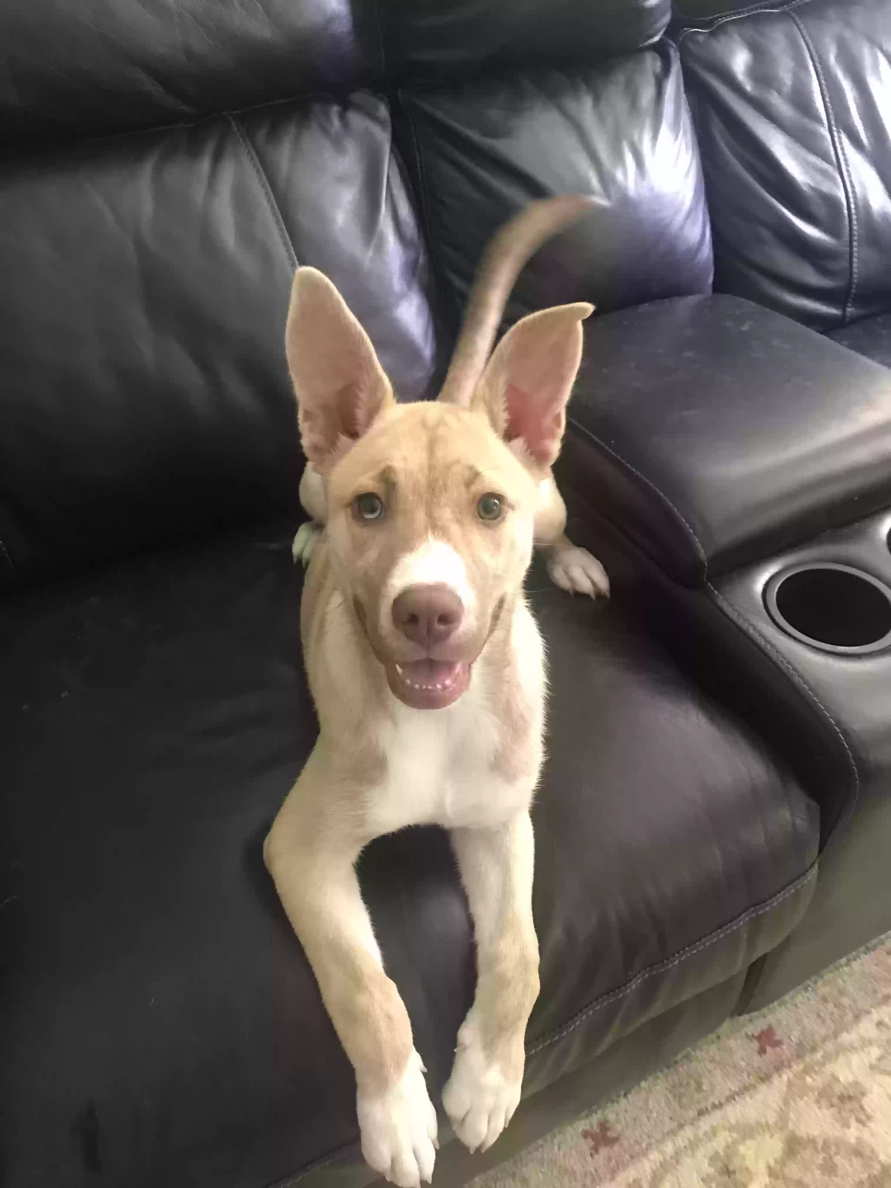 adoptable Dog in Denham Springs,LA named Freya
