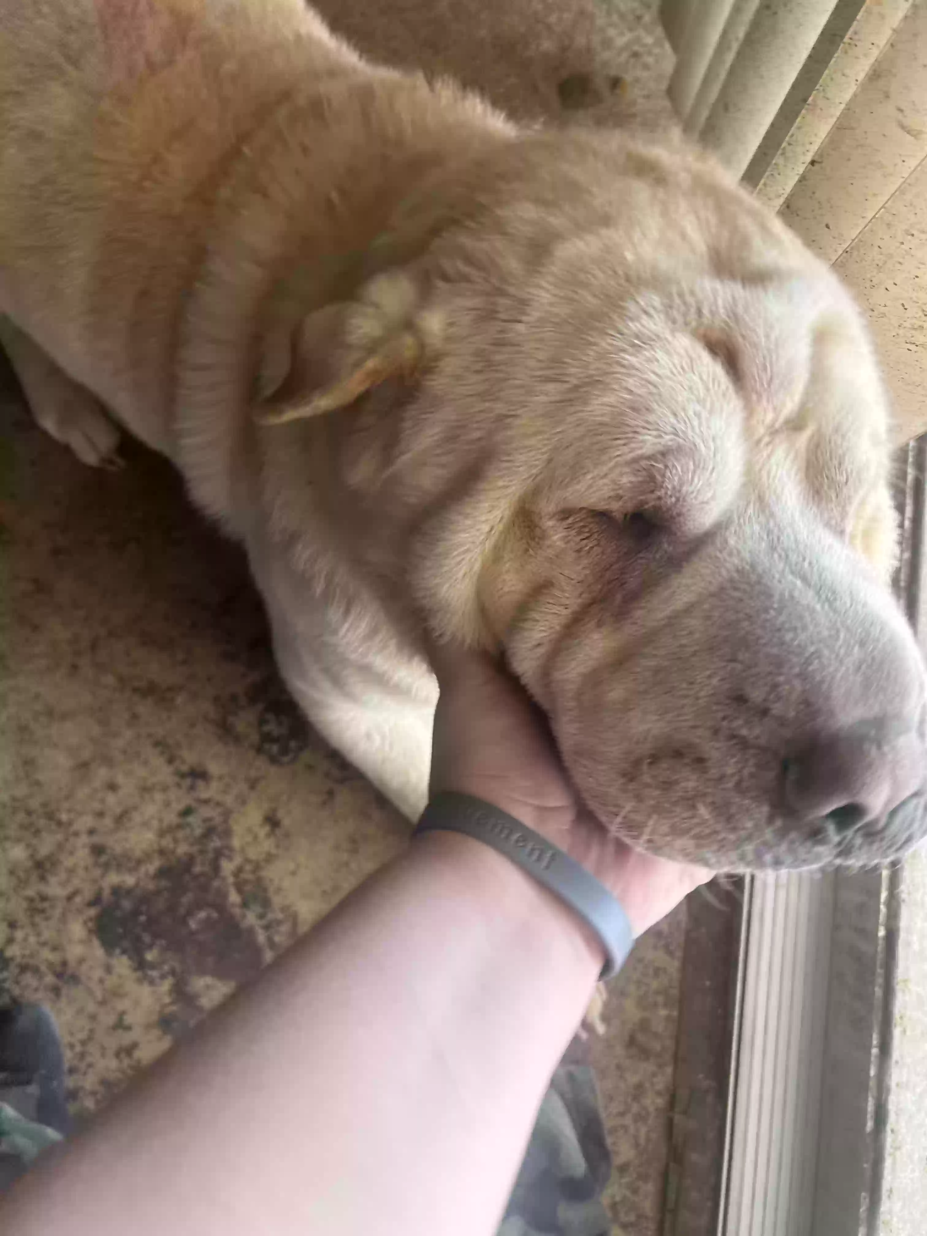 adoptable Dog in Gadsden,AL named Loki