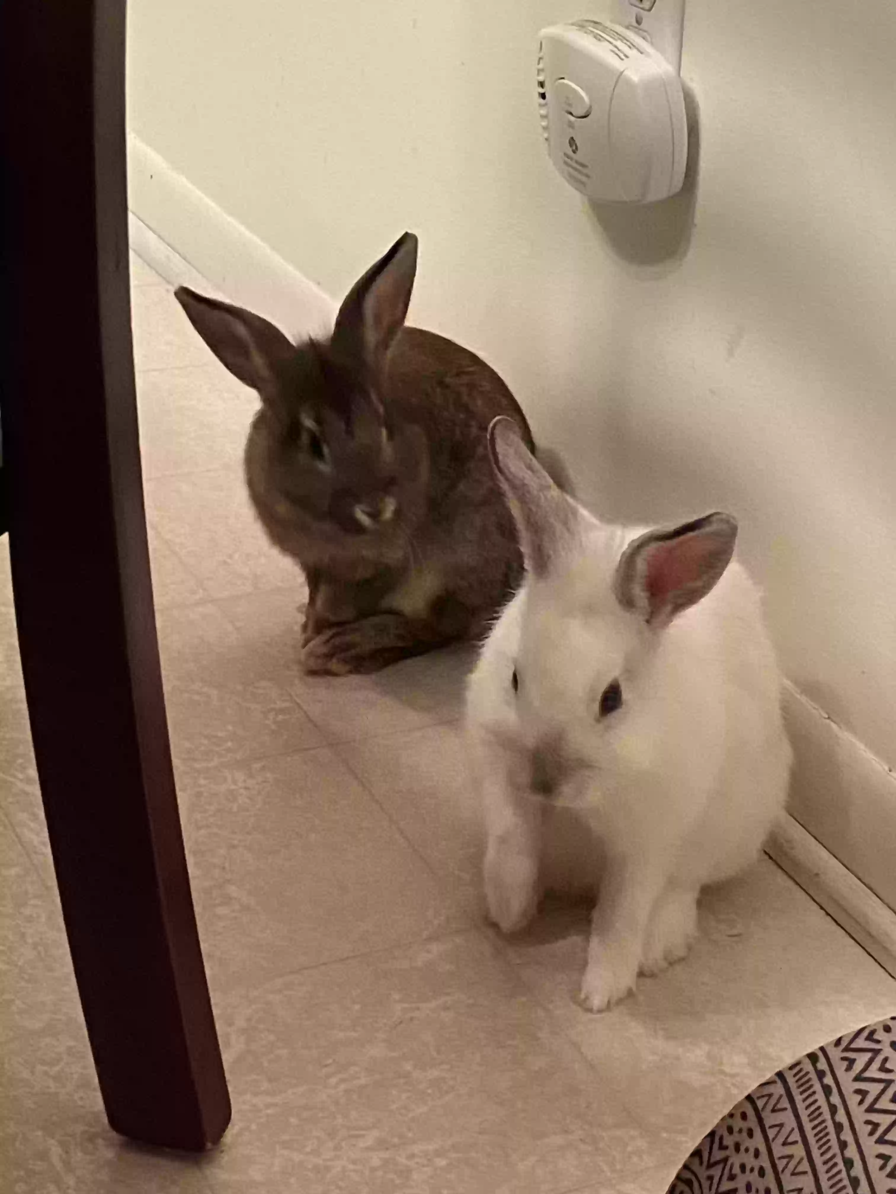 adoptable  in Orchard Park,NY named Sox (white) Hops (Brown)