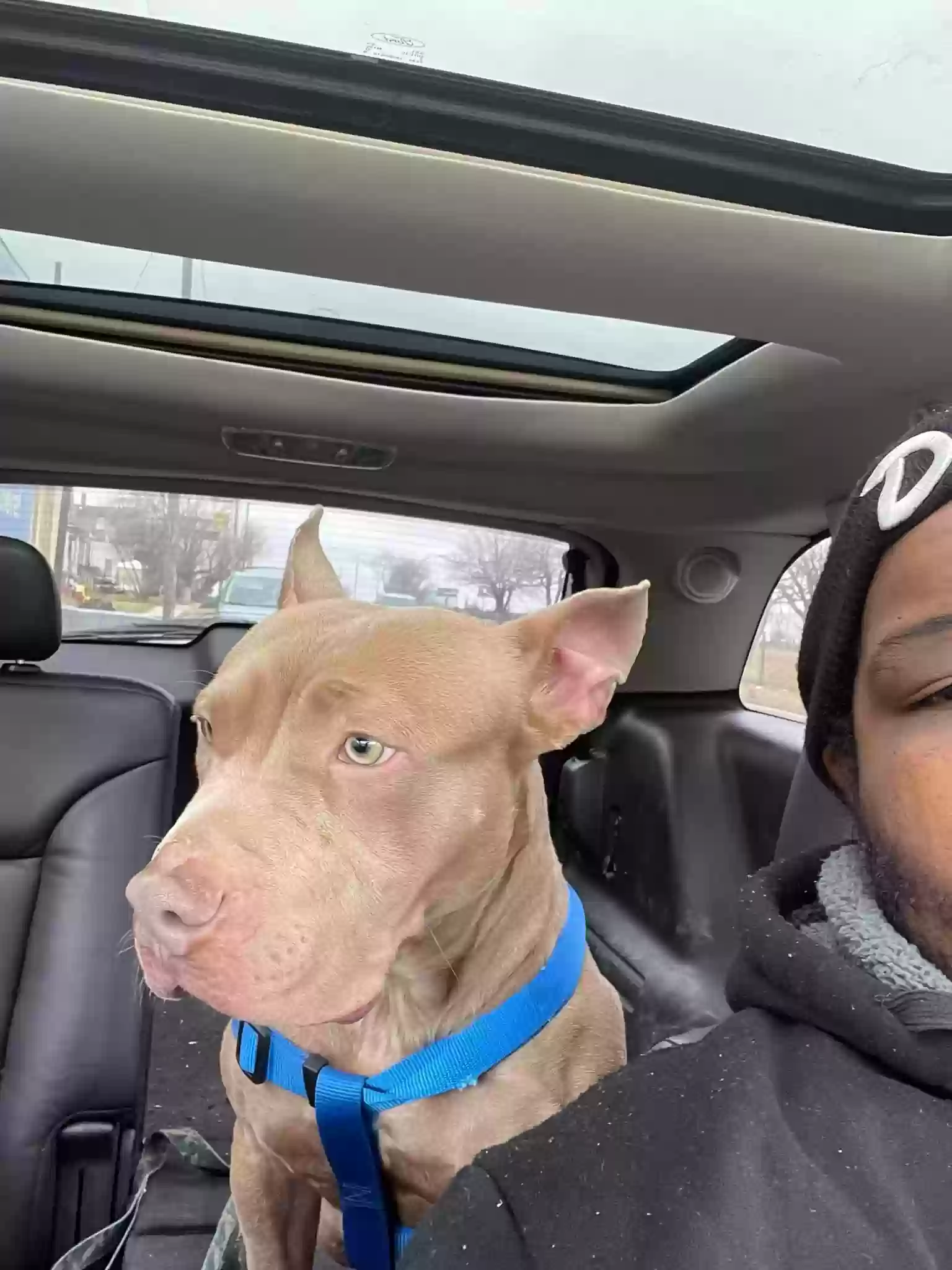 adoptable Dog in Detroit,MI named Blue