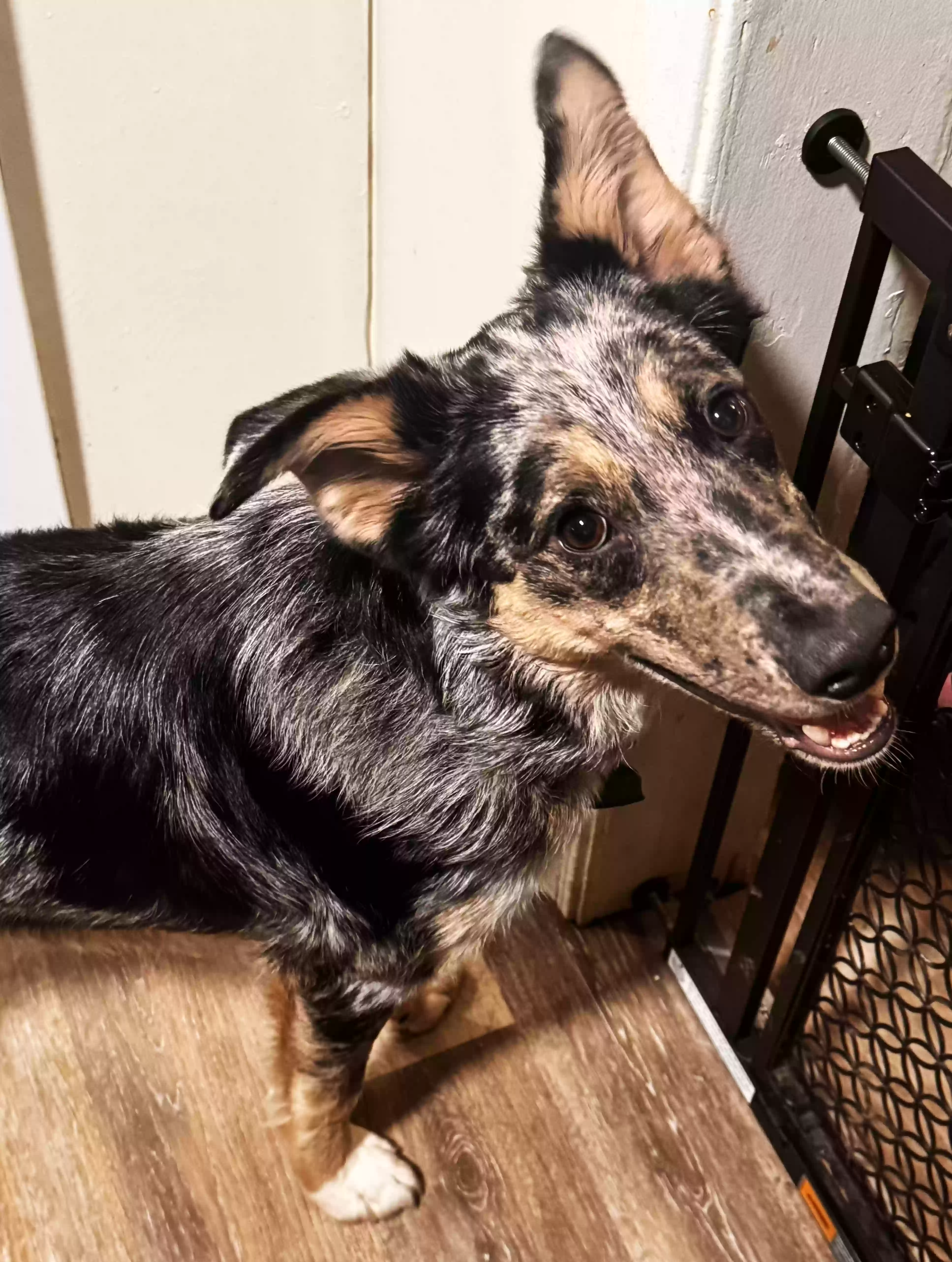 adoptable Dog in Longview,WA named Hugh