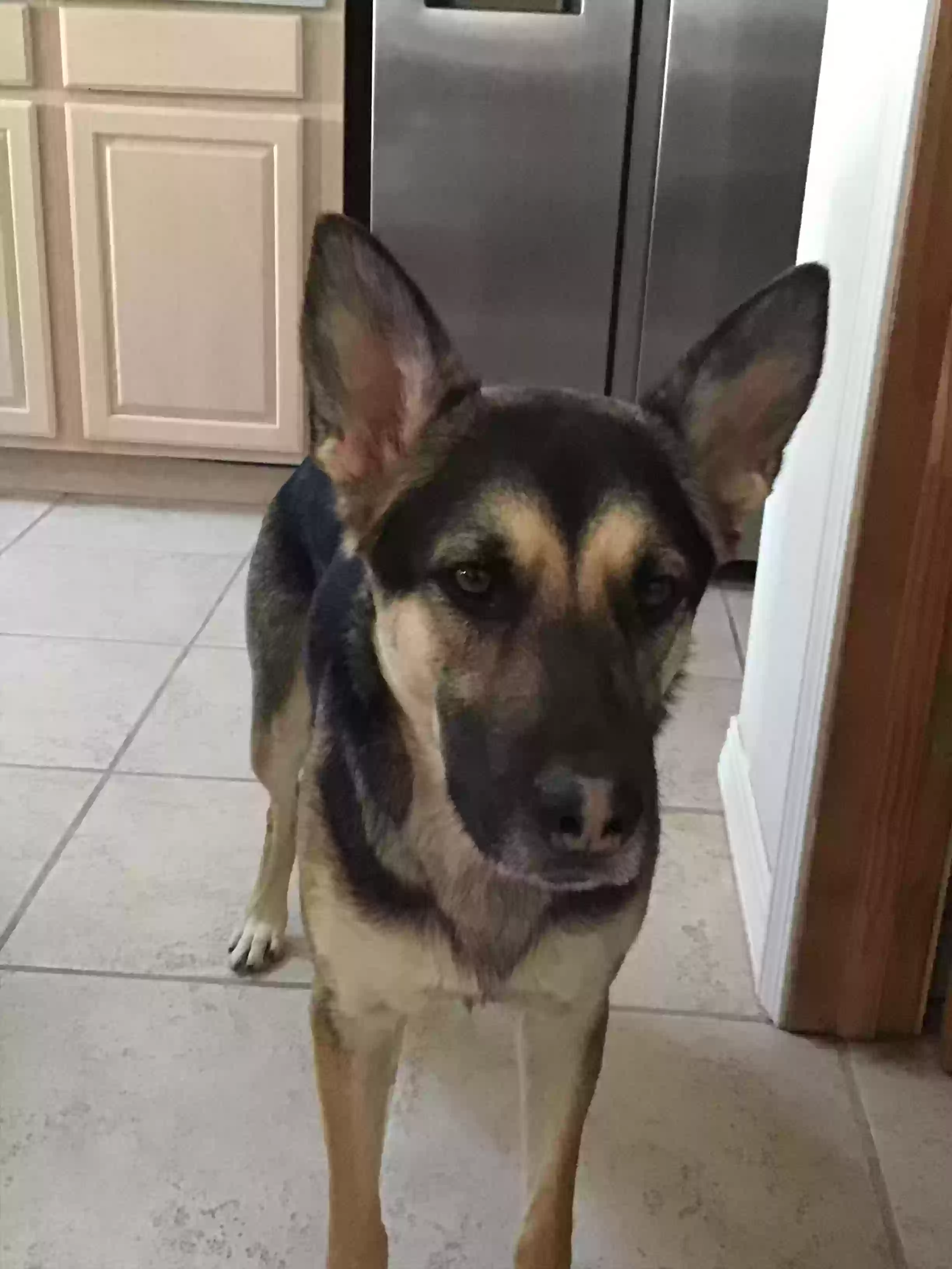 adoptable Dog in Colorado Springs,CO named Rocky