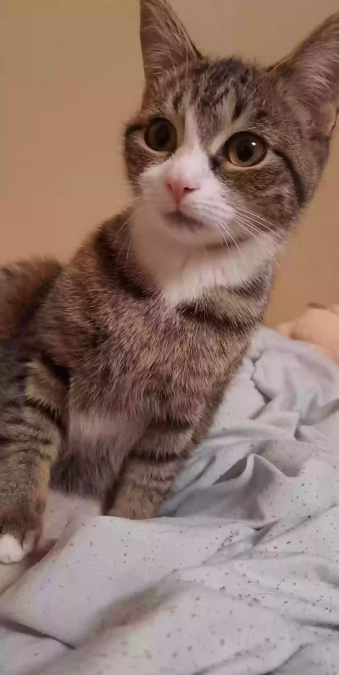 adoptable Cat in Warner Robins,GA named Syrup