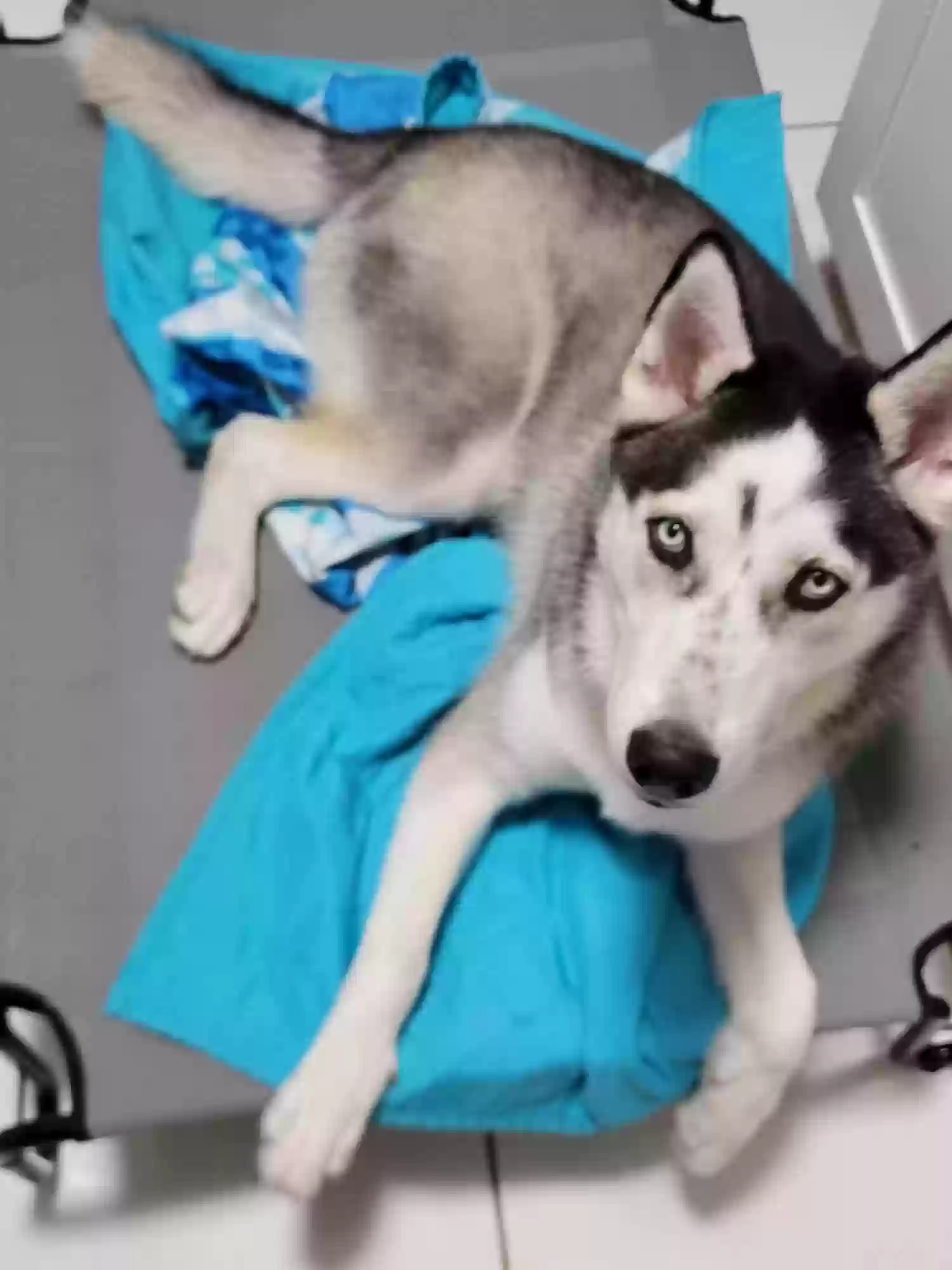adoptable Dog in Hollywood,FL named Lobo