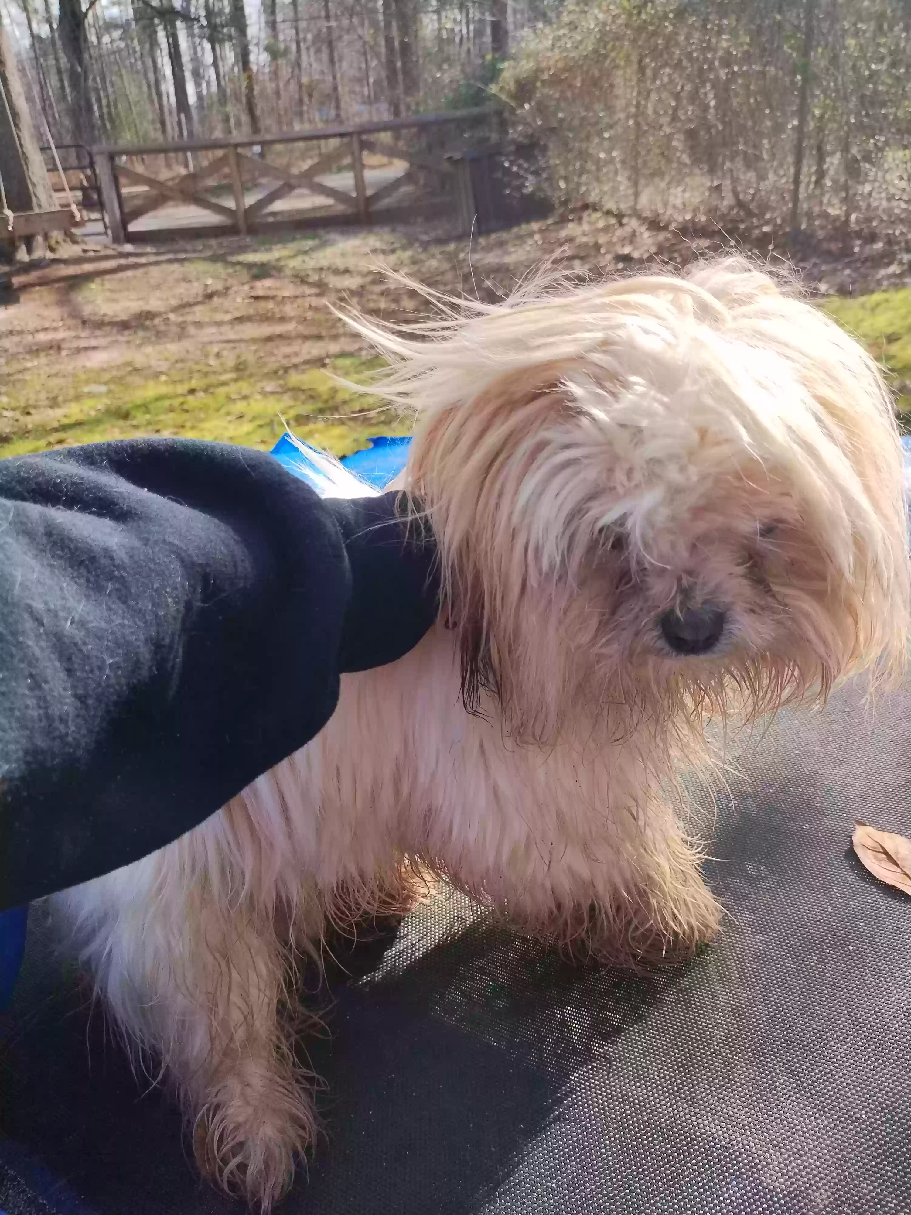 adoptable Dog in Locust Grove,GA named Bruce