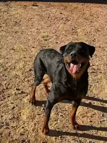 adoptable Dog in Coolidge,AZ named Orion