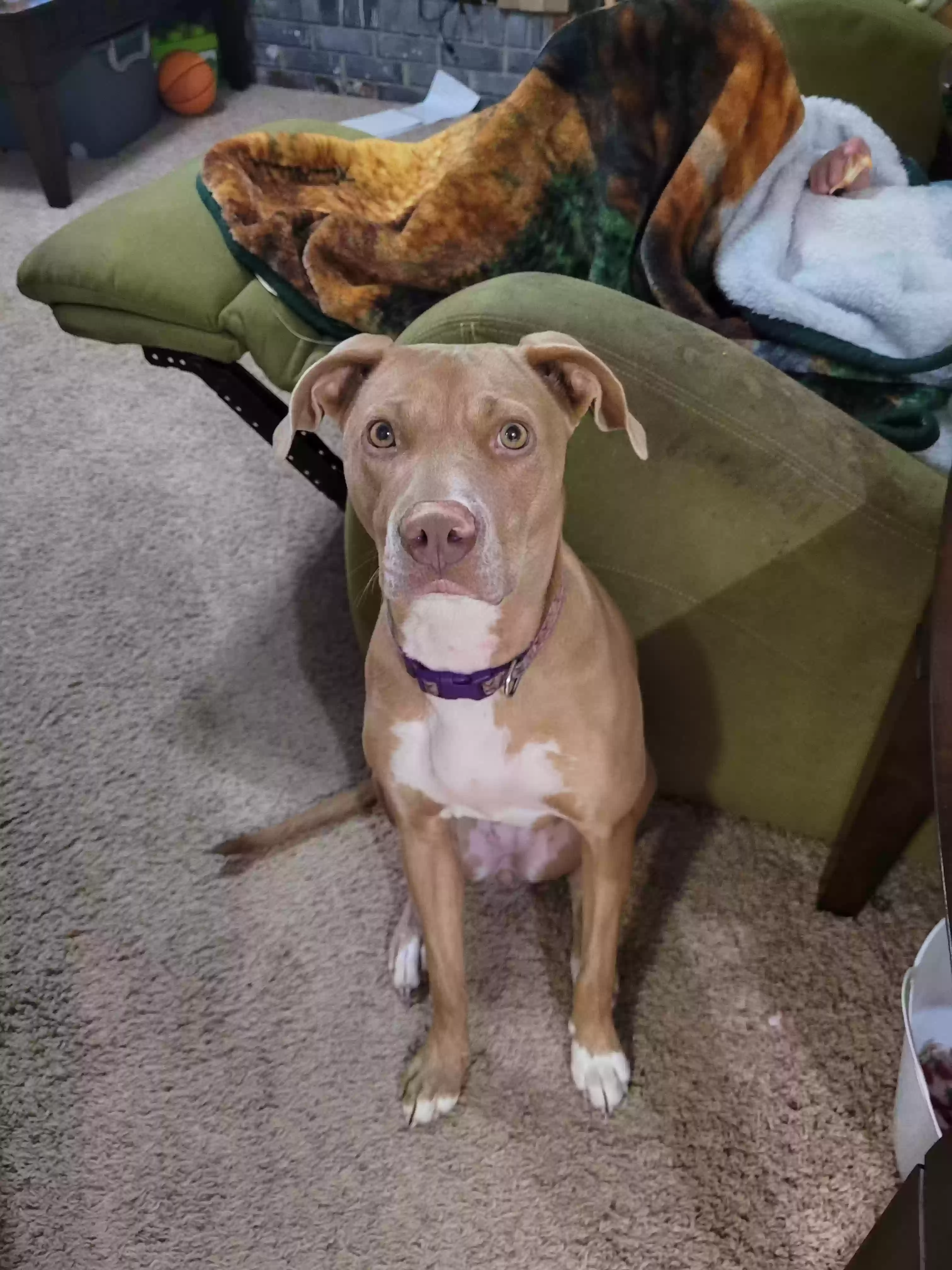 adoptable Dog in Conway,AR named Daisy