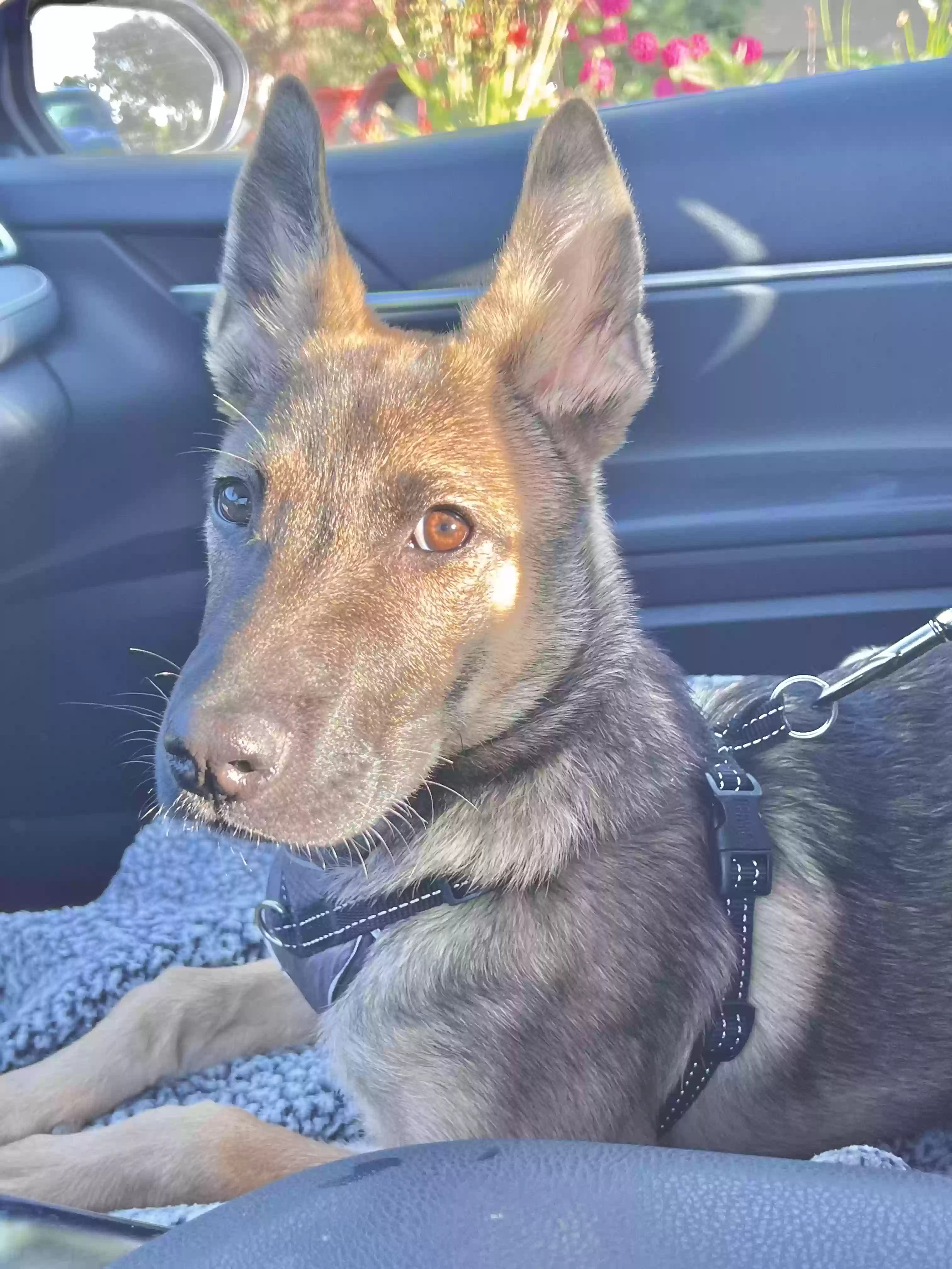 adoptable Dog in Yuba City,CA named Sailor