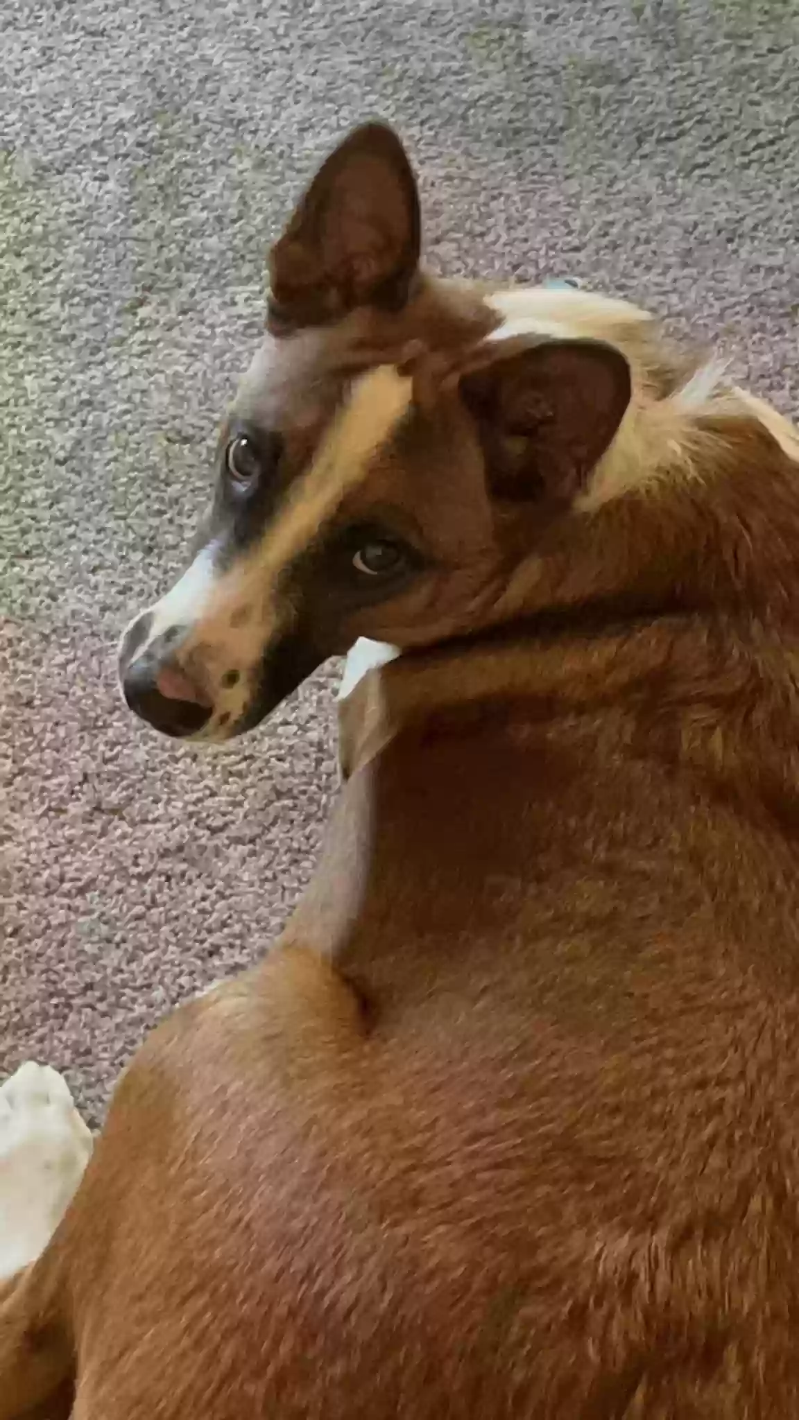 adoptable Dog in San Tan Valley,AZ named Dexter