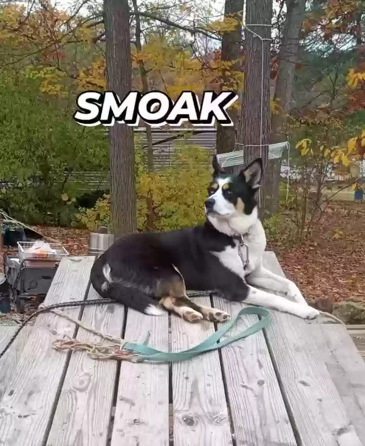 adoptable Dog in Demopolis,AL named Smoak