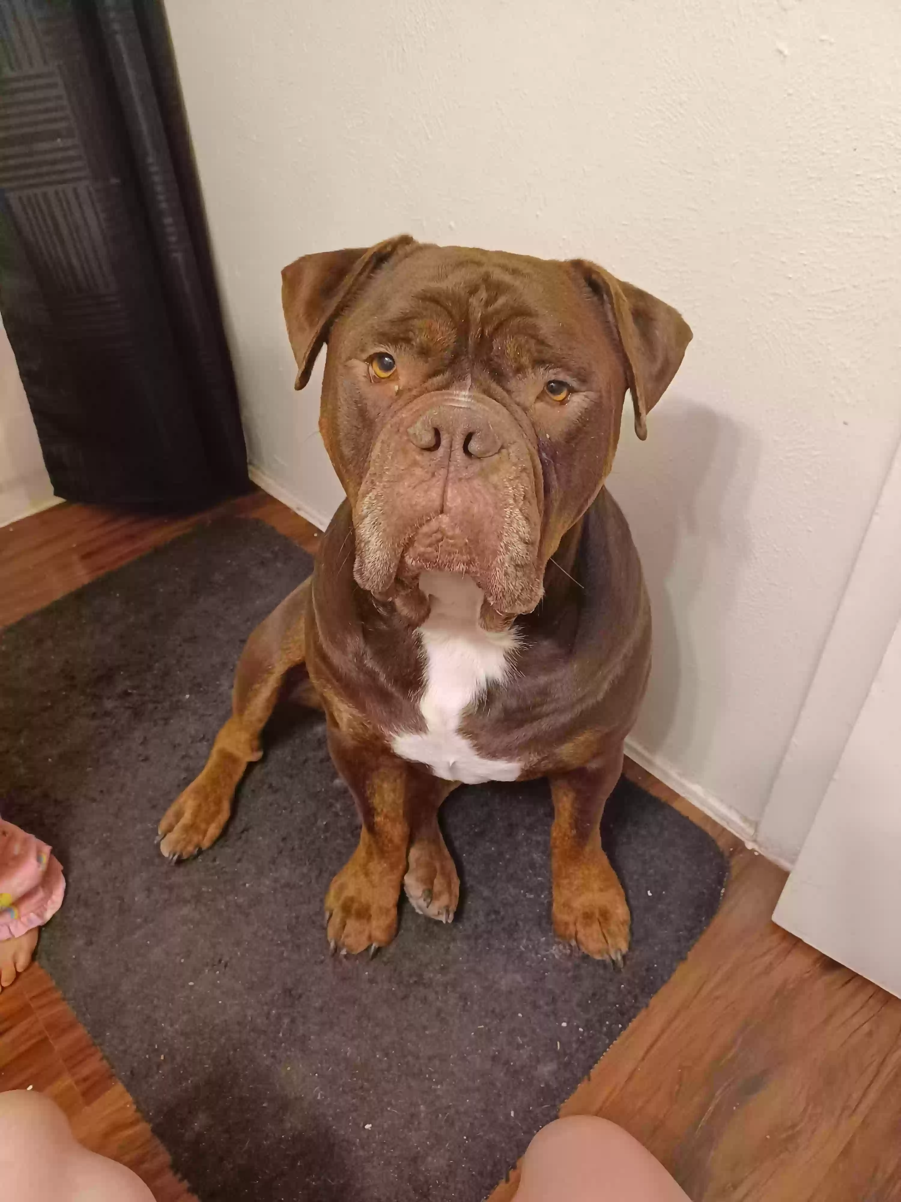 adoptable Dog in Irving,TX named Tobias