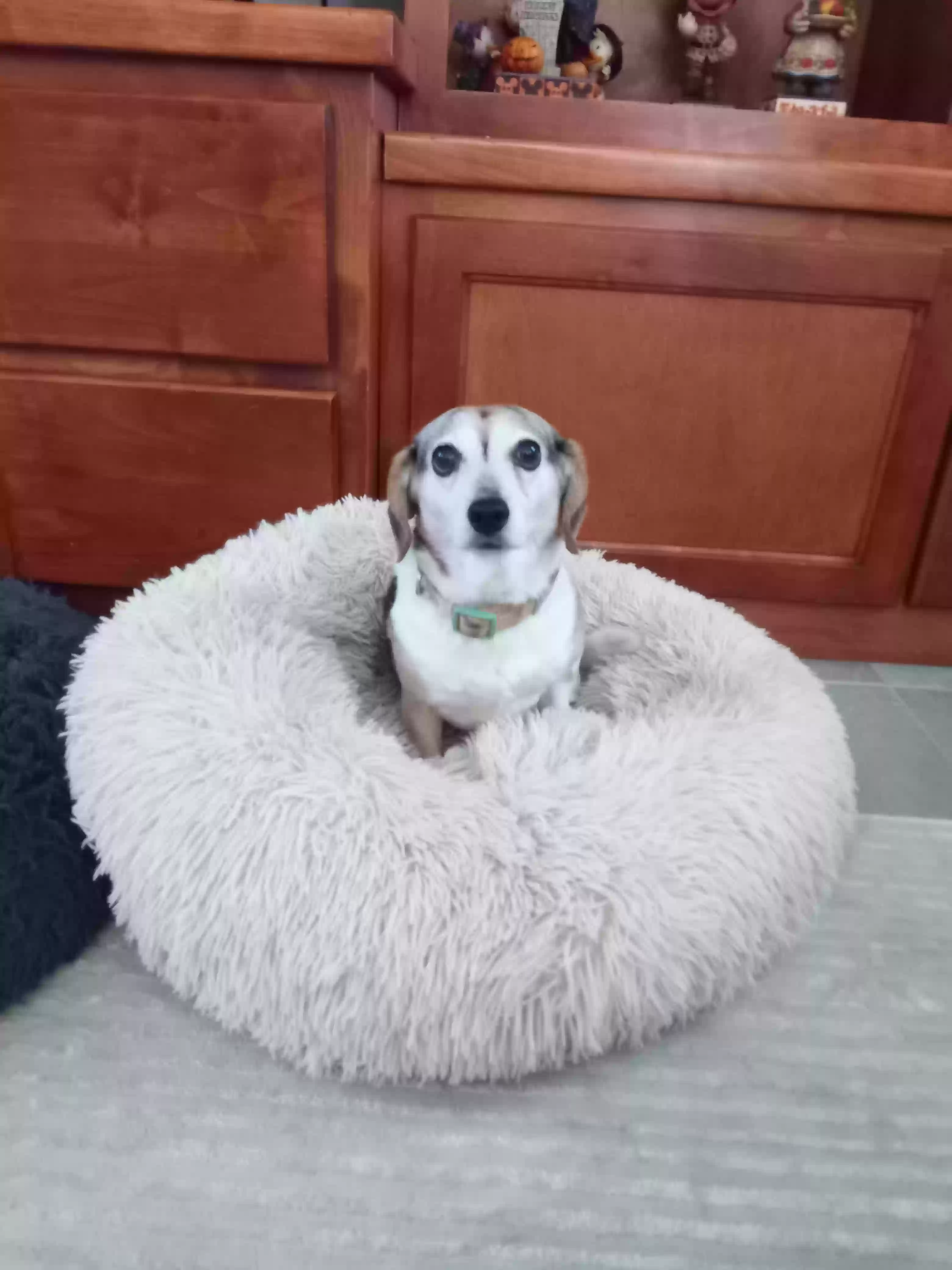 adoptable Dog in Madera,CA named Poppy