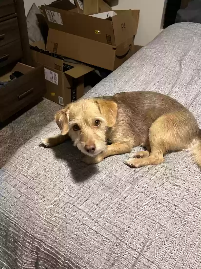 adoptable Dog in Mesa,AZ named Charlie