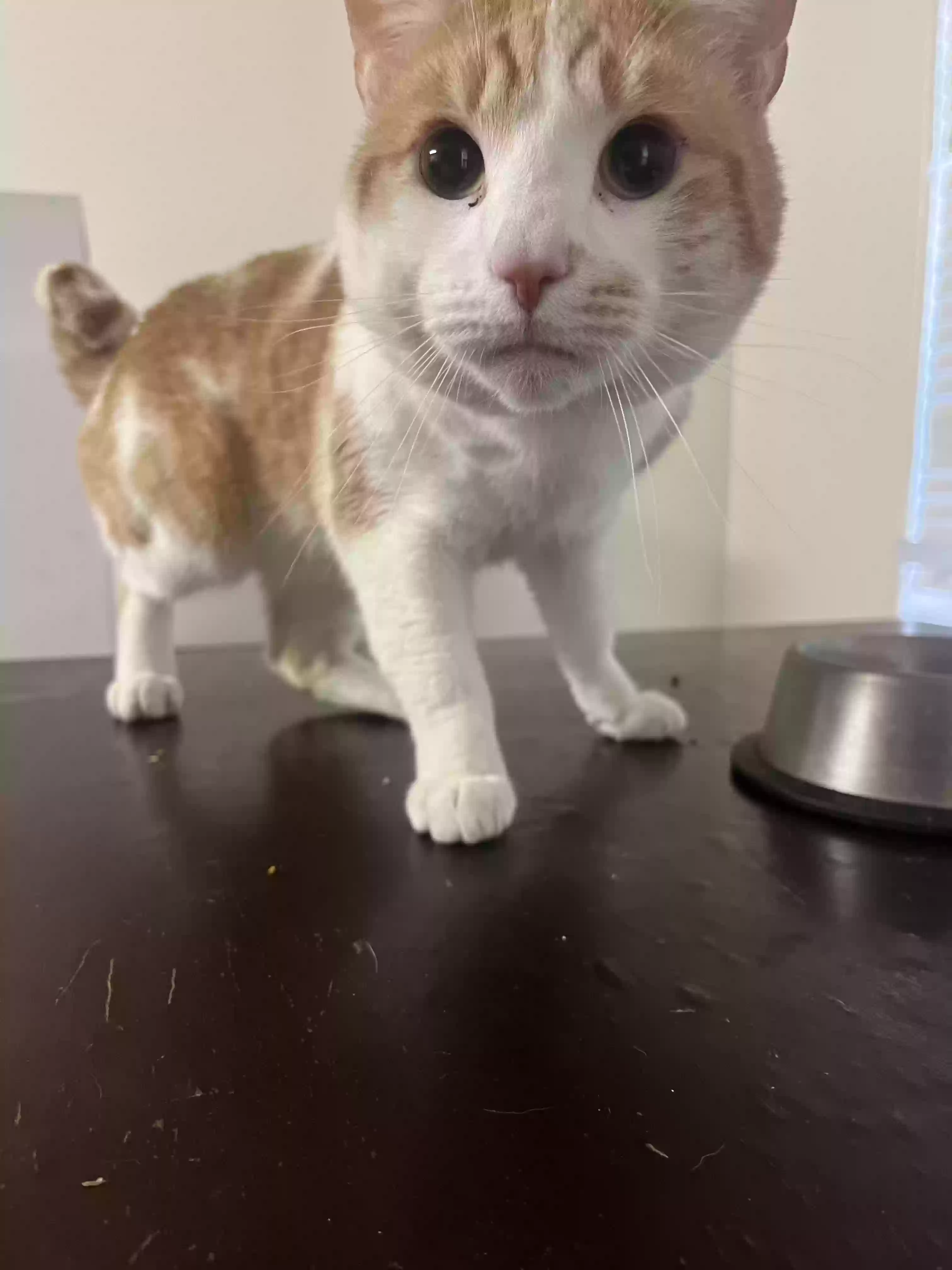 adoptable Cat in Vancouver,WA named Peaches