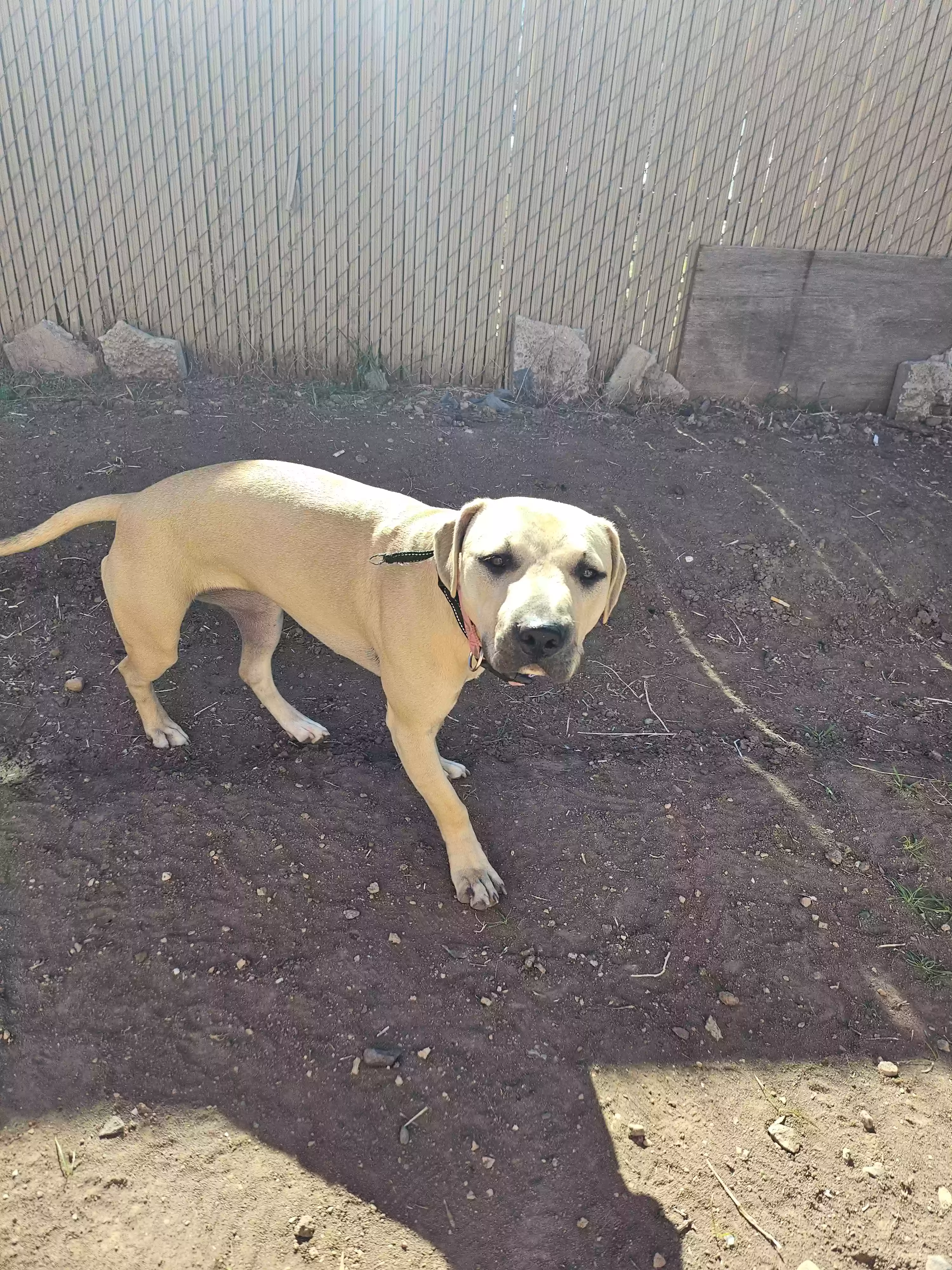 adoptable Dog in Rimrock,AZ named Kiko