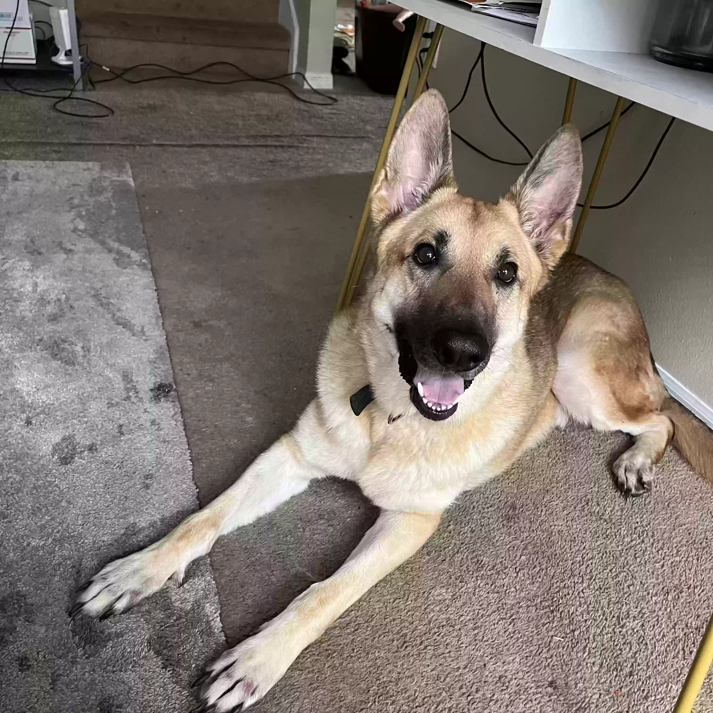 adoptable Dog in Davenport,FL named Kohen