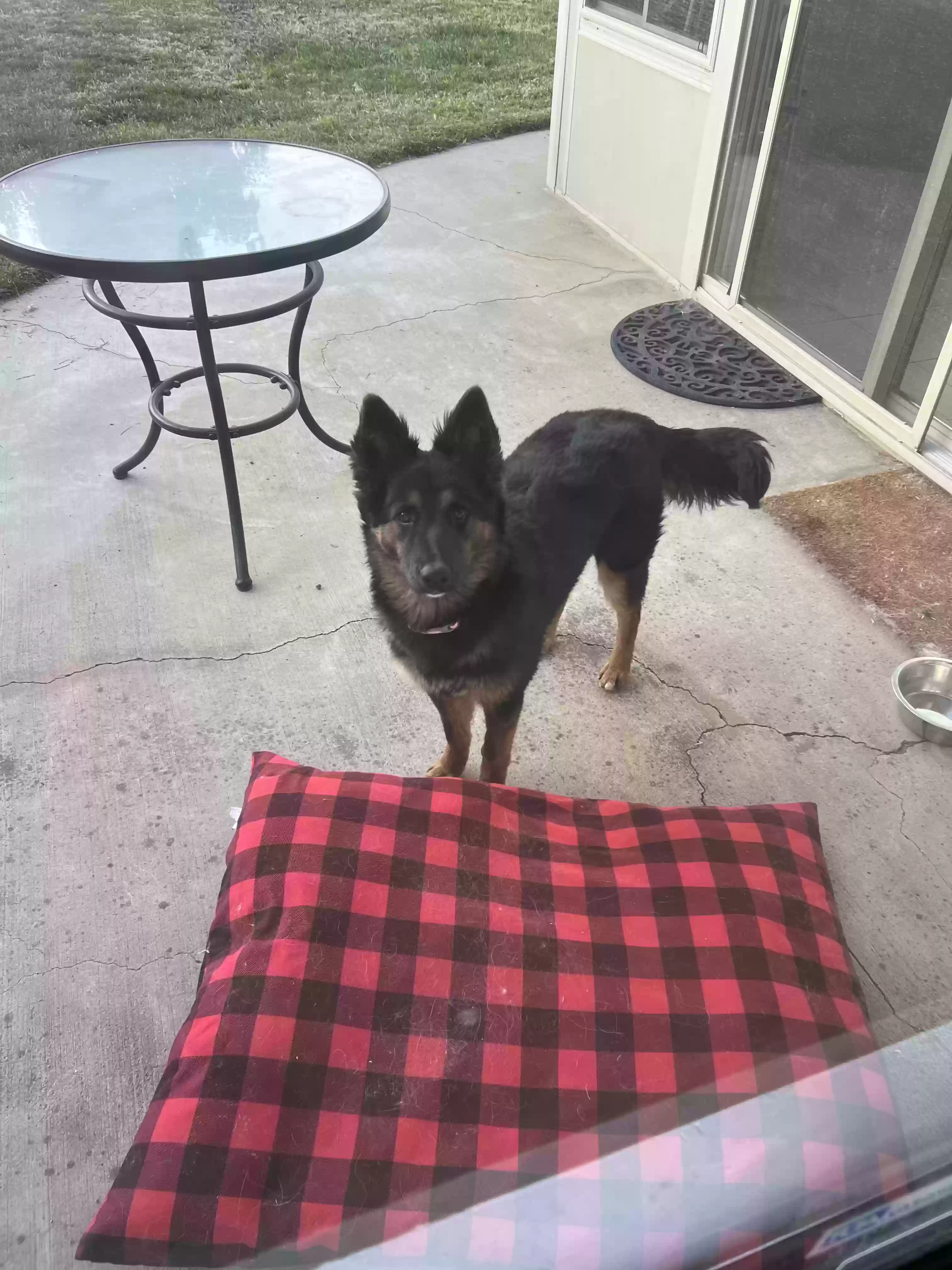adoptable Dog in Yucaipa,CA named Laika