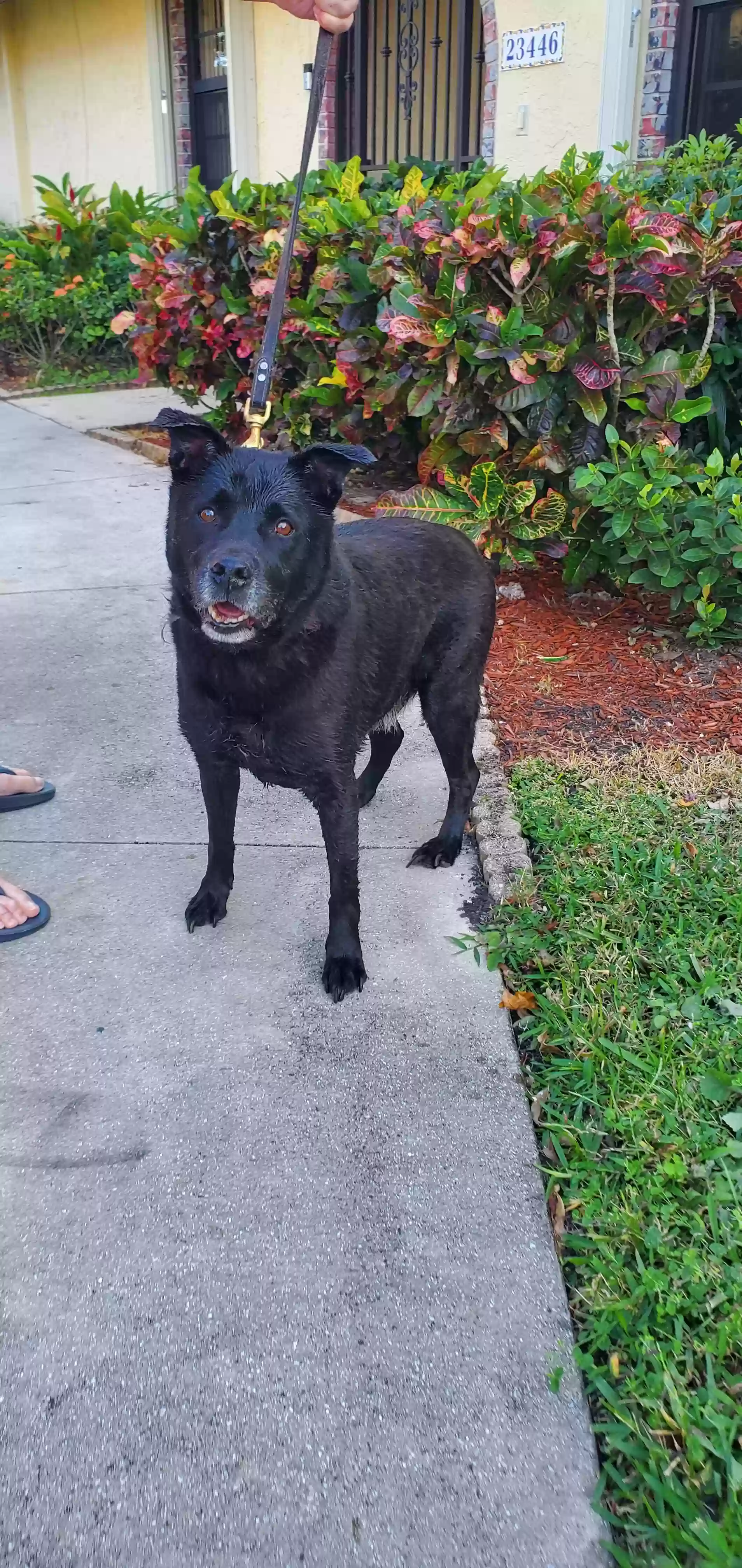 adoptable Dog in Boca Raton,FL named Max