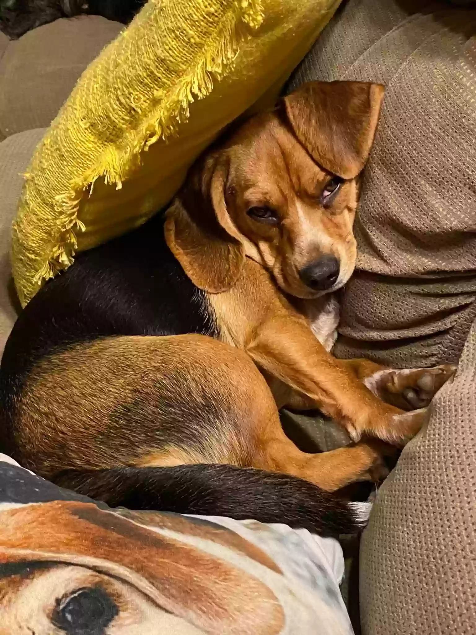 adoptable Dog in Shepherdsville,KY named Olive