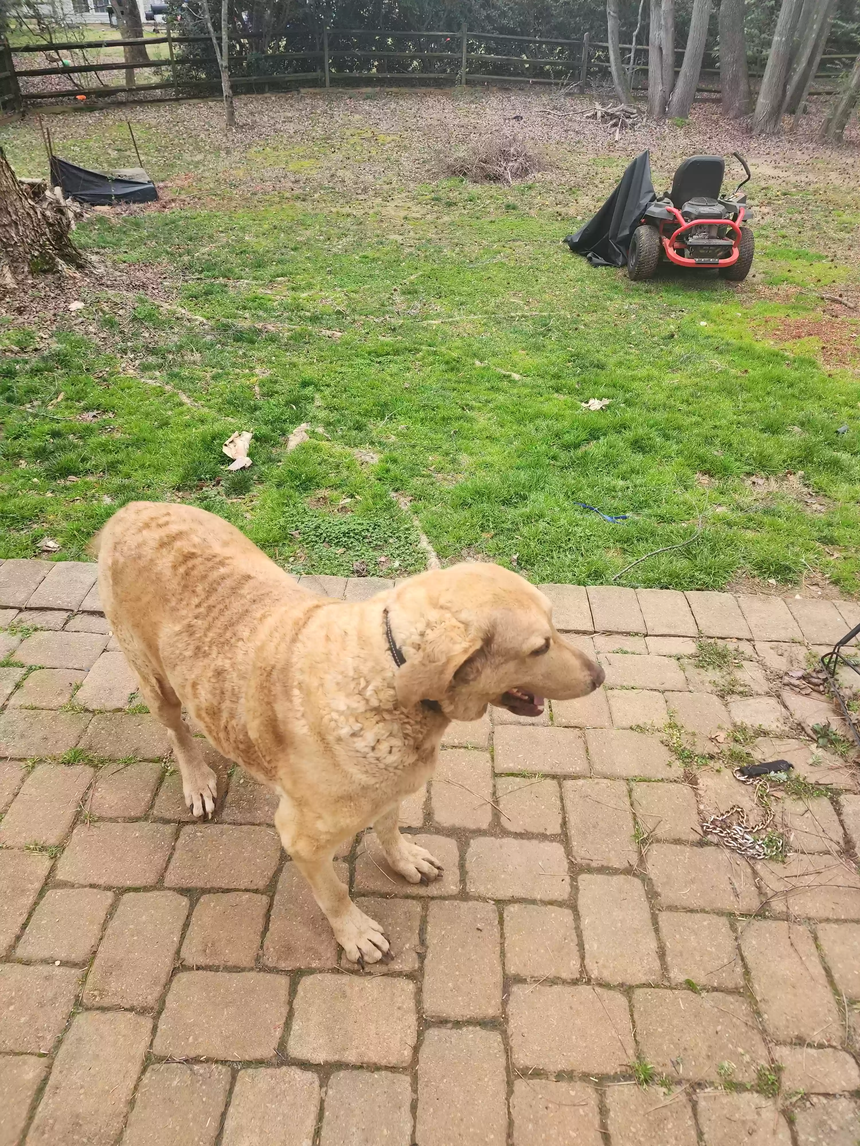 adoptable Dog in Pineville,NC named Granger