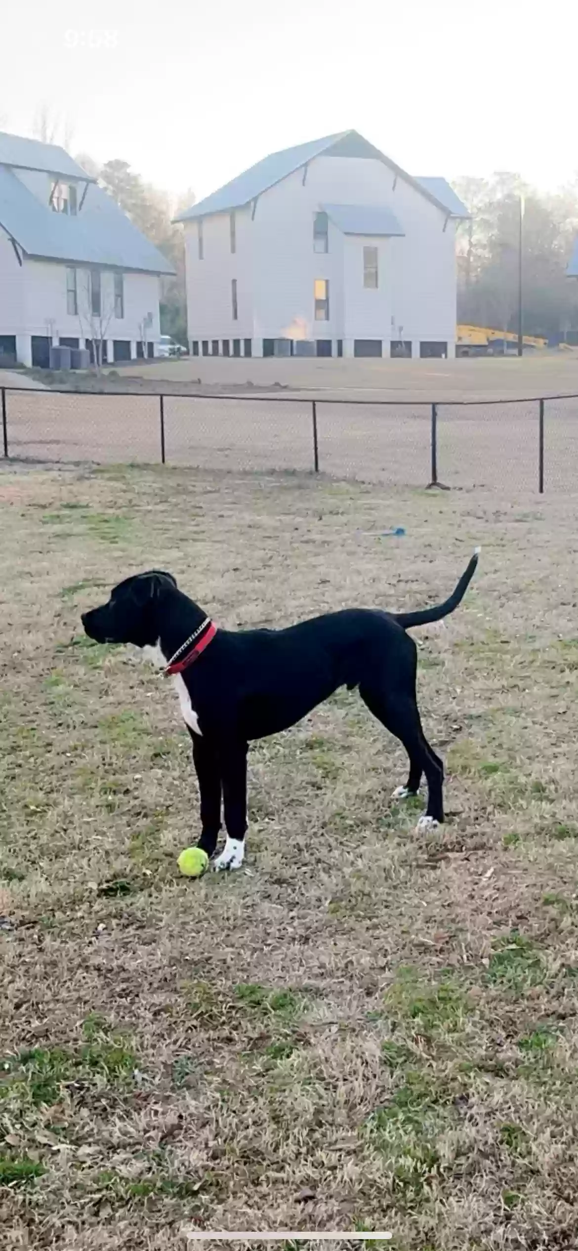 adoptable Dog in Milledgeville,GA named Milo