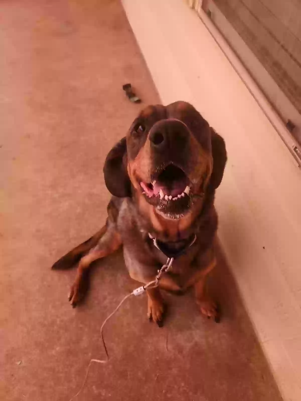 adoptable Dog in Aubrey,TX named Duke