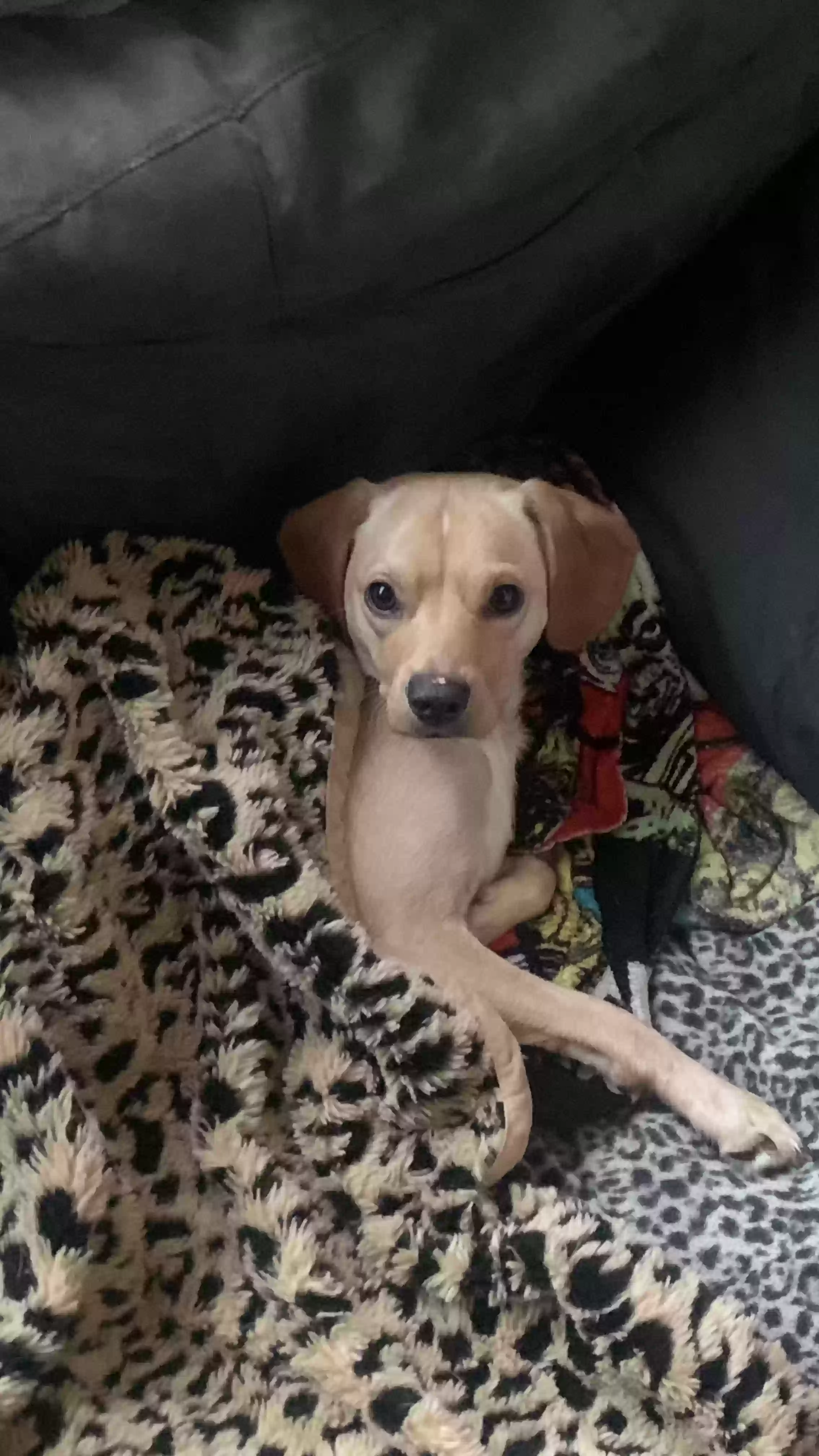 adoptable Dog in Winnetka,CA named Jasper