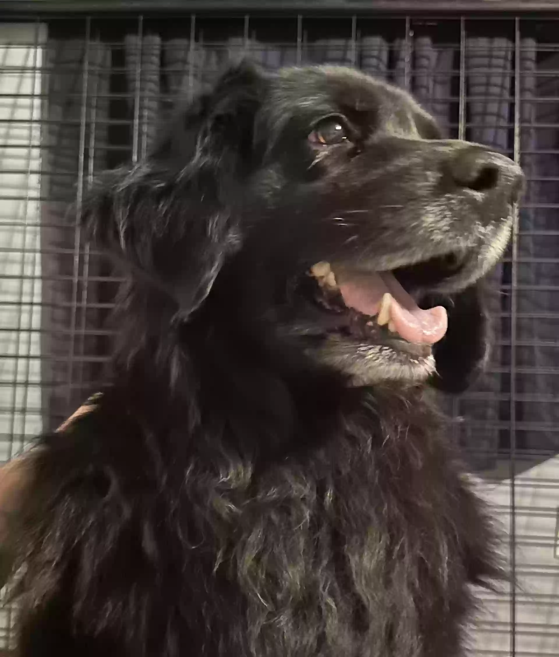 adoptable Dog in Naylor,GA named Shalah