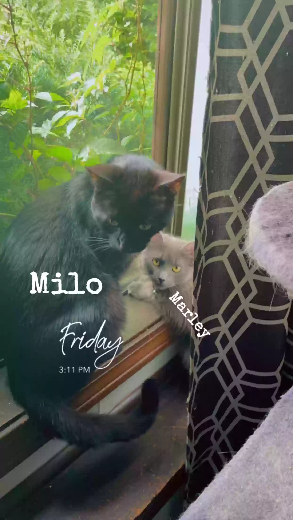 adoptable Cat in Waterbury,CT named Milo