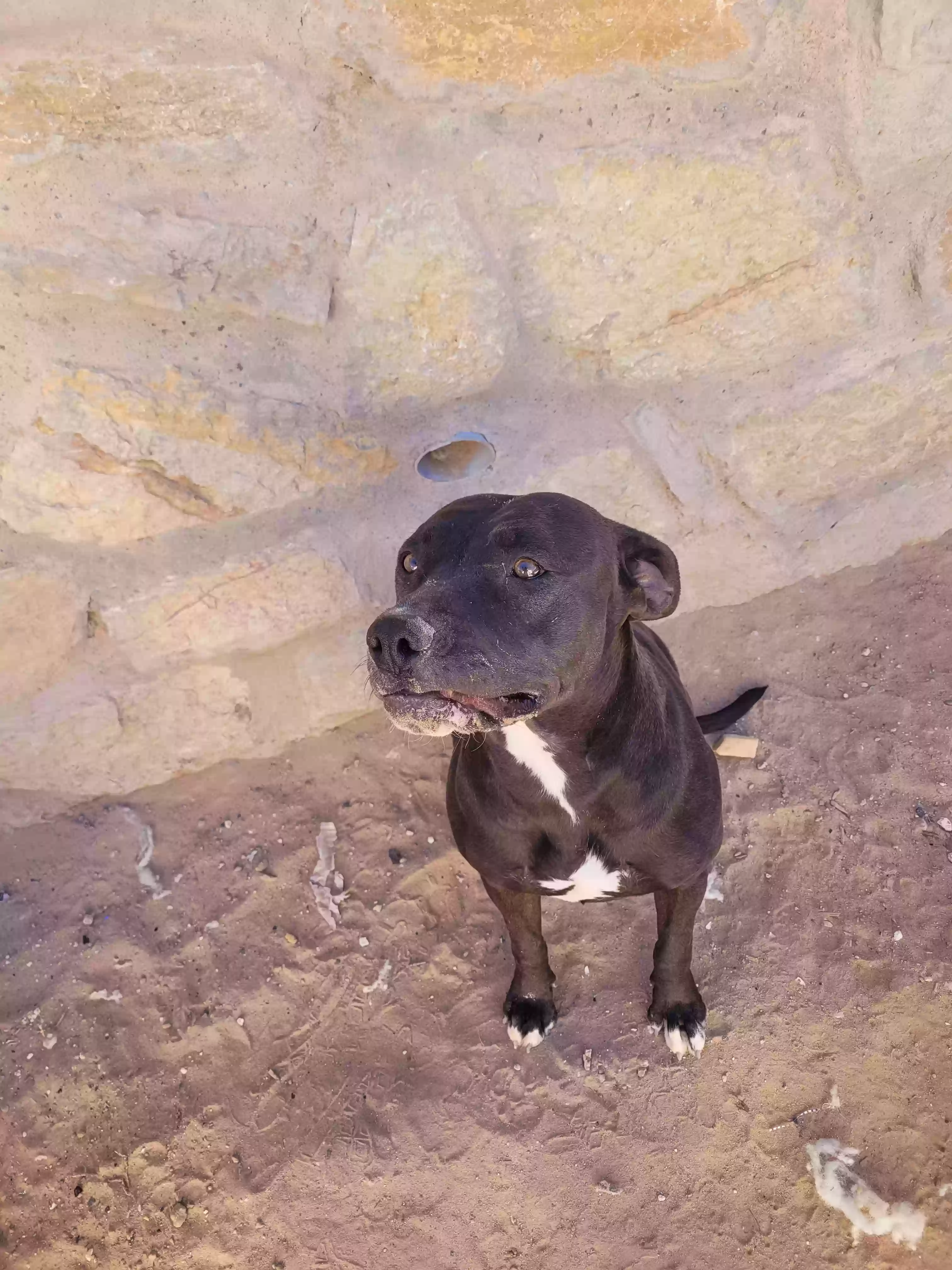 adoptable Dog in El Paso,TX named Luna