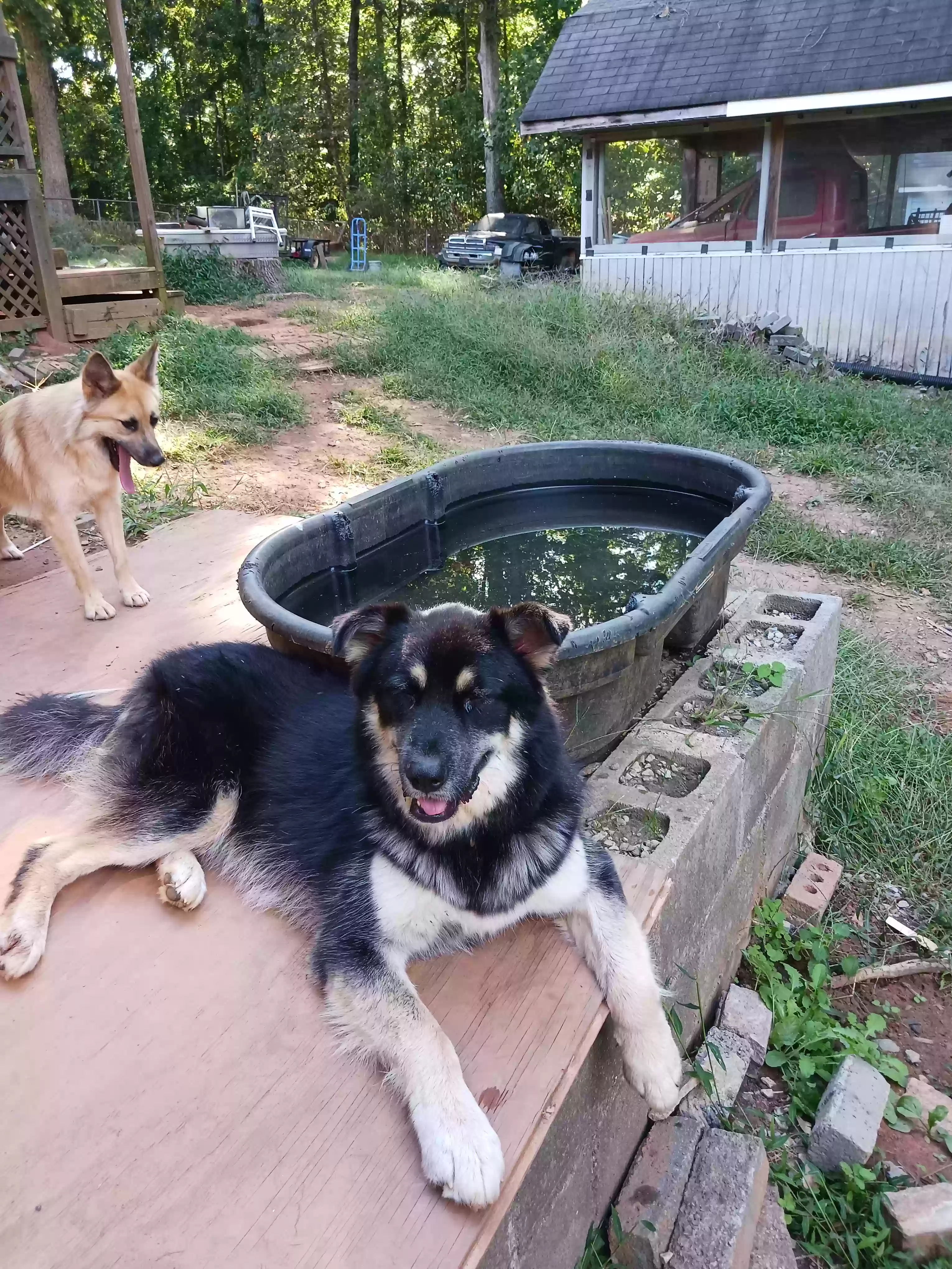 adoptable Dog in Douglasville,GA named Sheldon