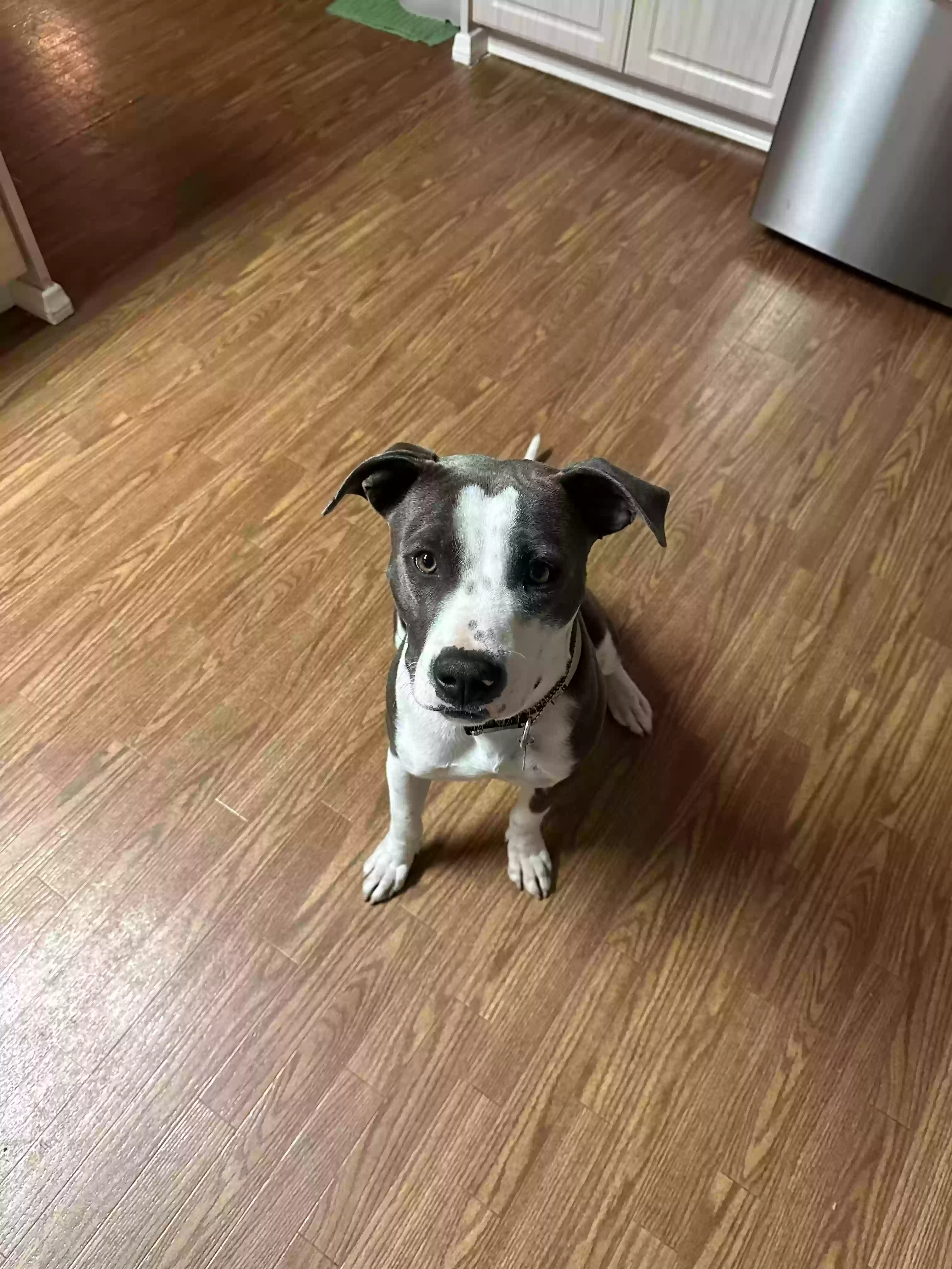 adoptable Dog in Yucaipa,CA named Axel