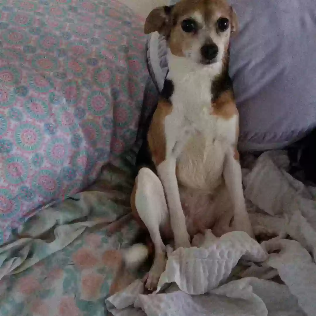 adoptable Dog in Los Banos,CA named Queenie