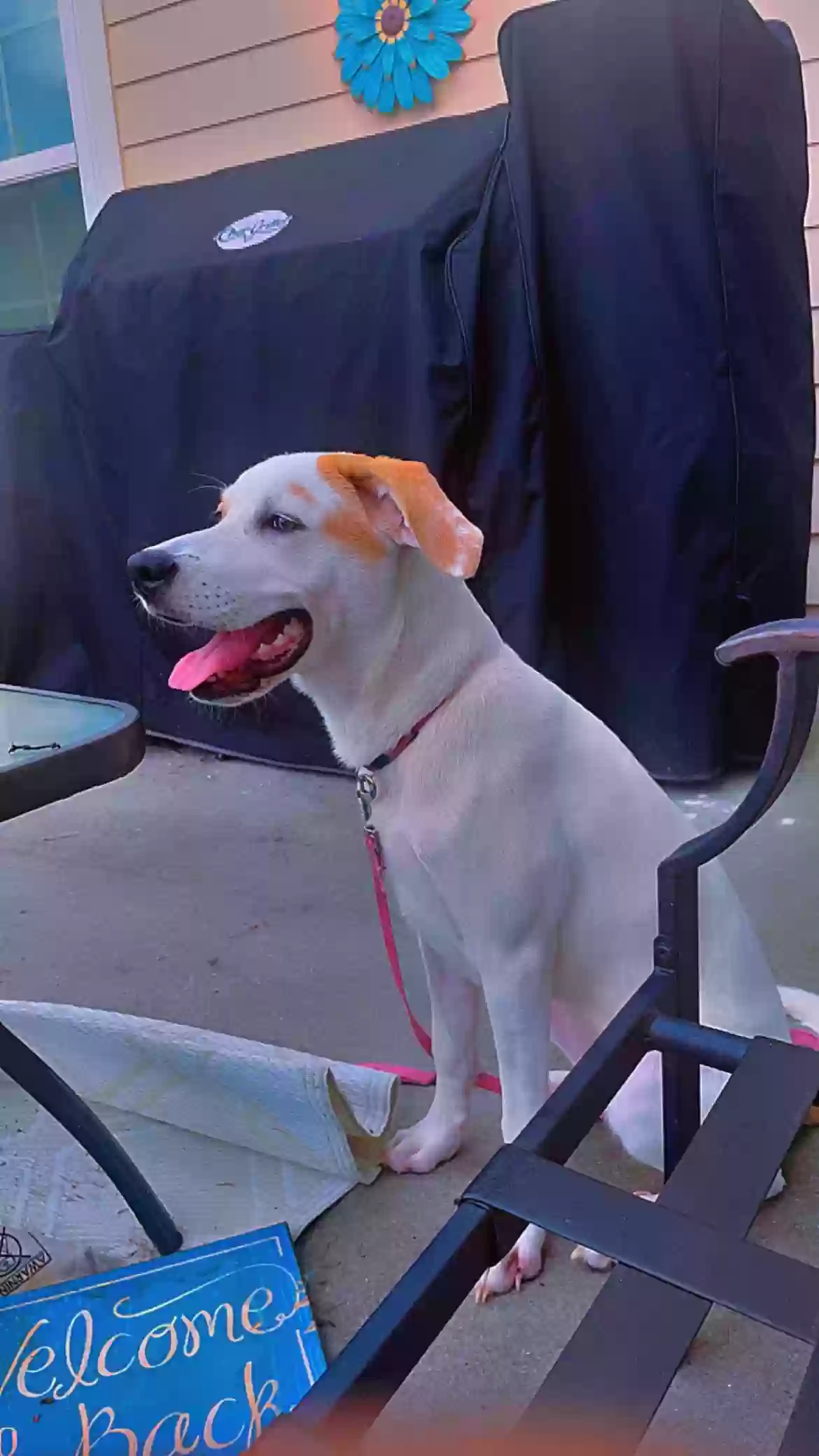 adoptable Dog in Pooler,GA named Ava Marie flowers