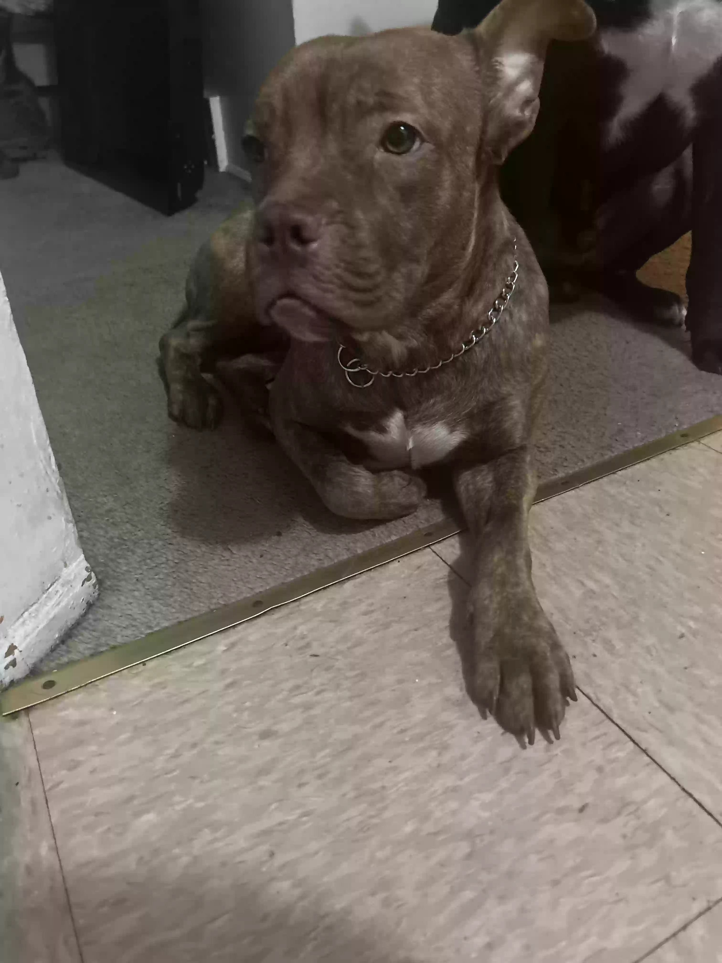 adoptable Dog in Detroit,MI named Ocean