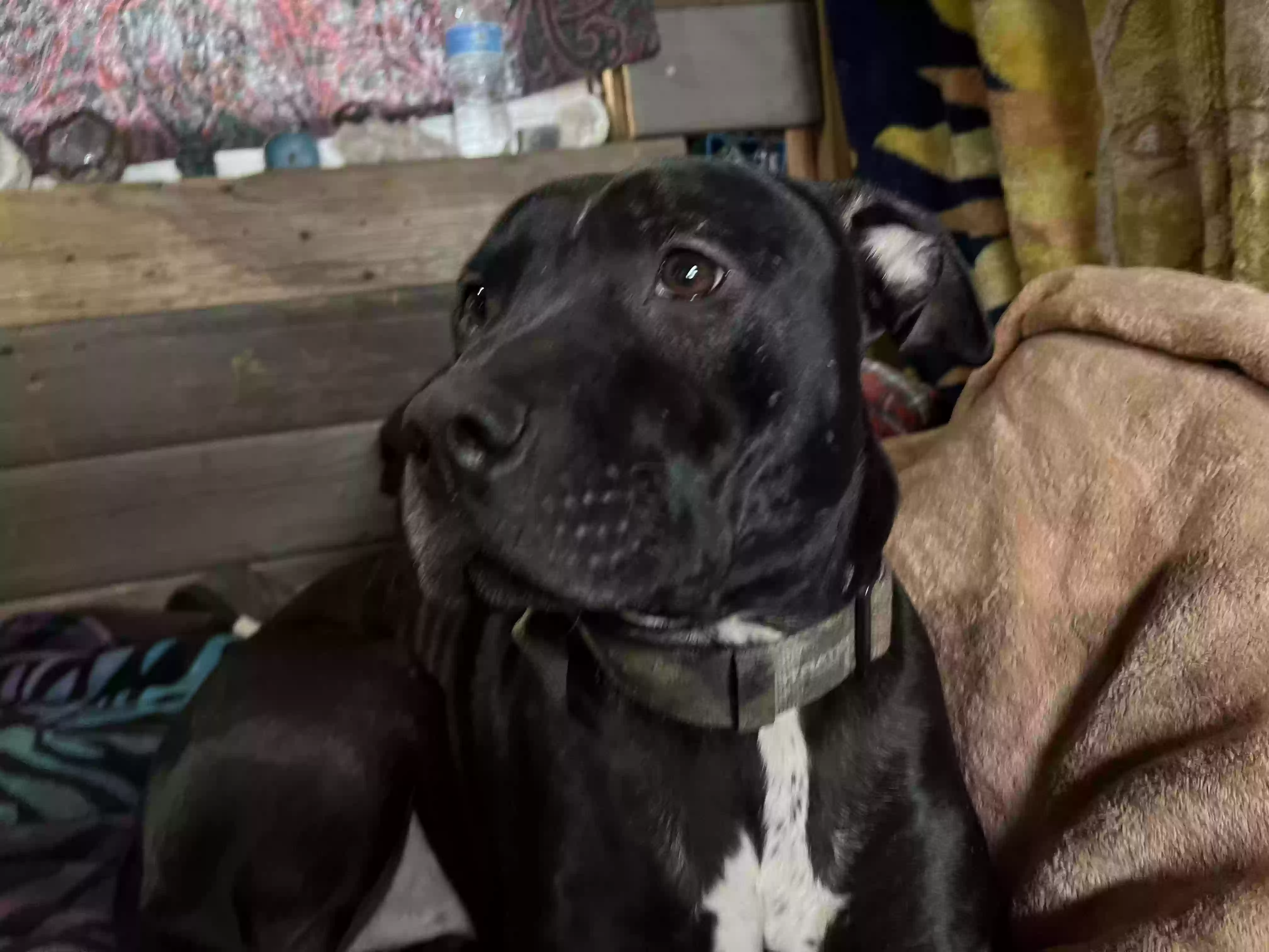 adoptable Dog in Bonanza,OR named Pitbull