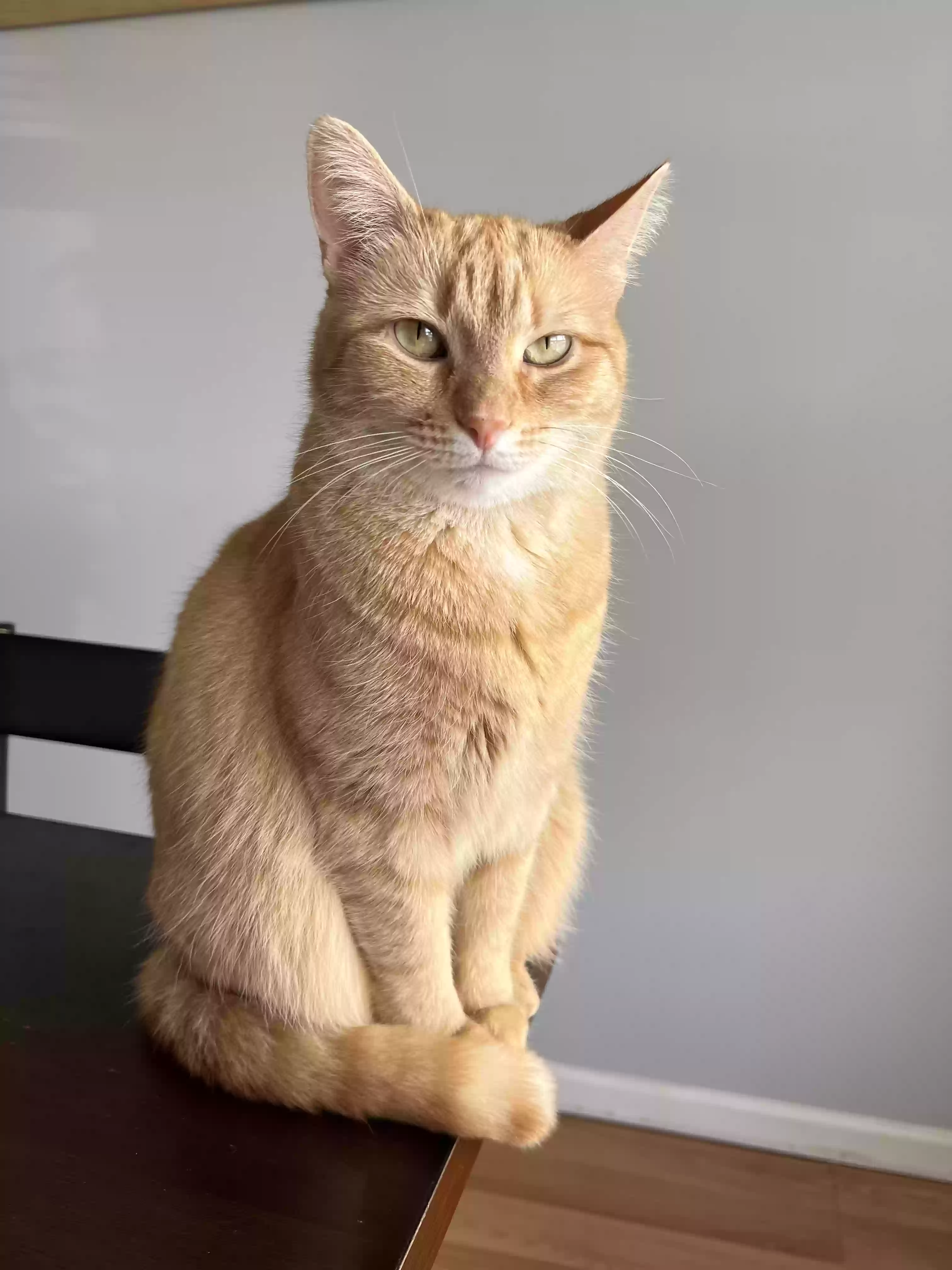 adoptable Cat in Kernersville,NC named Mika