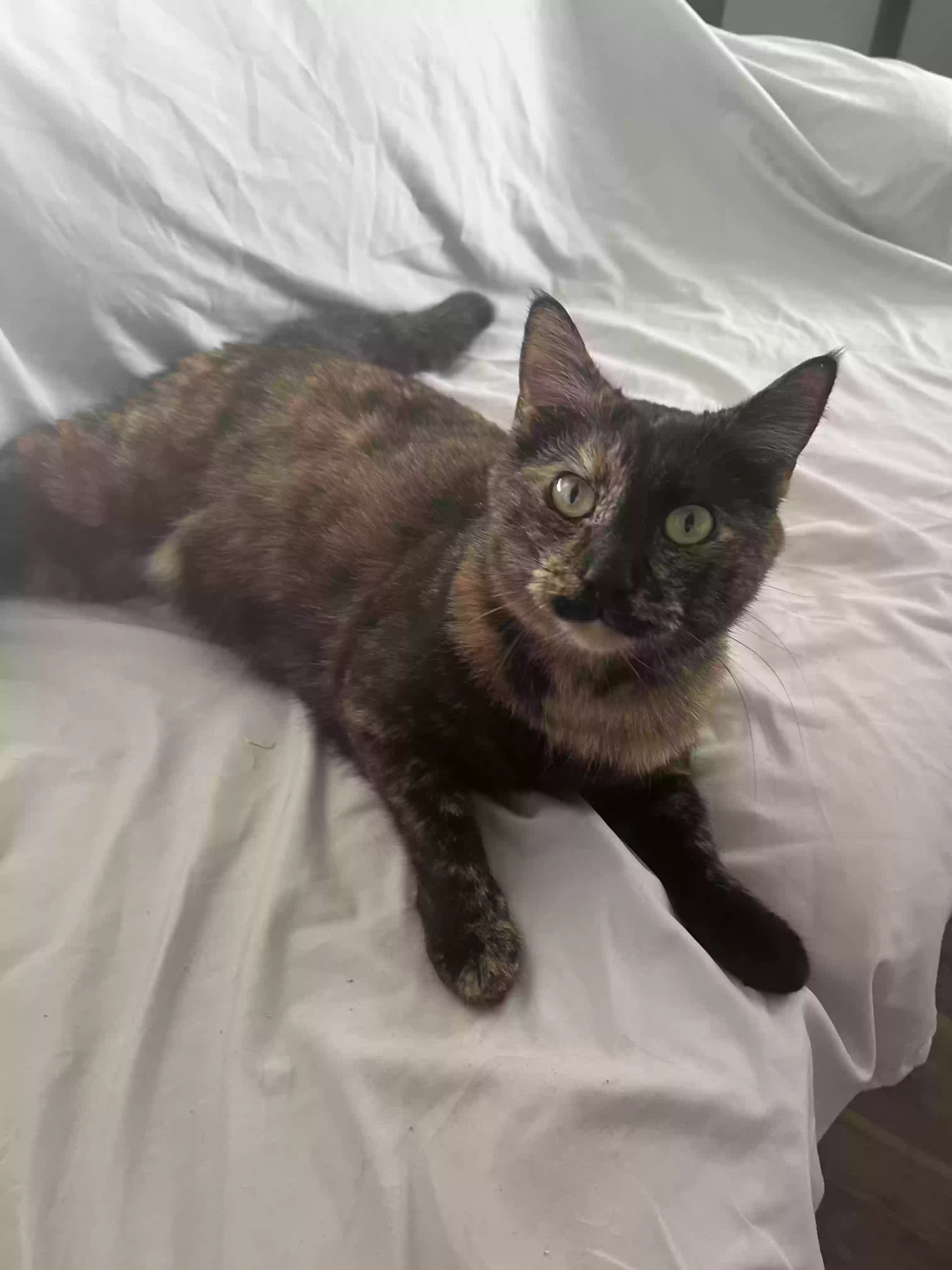 adoptable Cat in Kernersville,NC named Millie