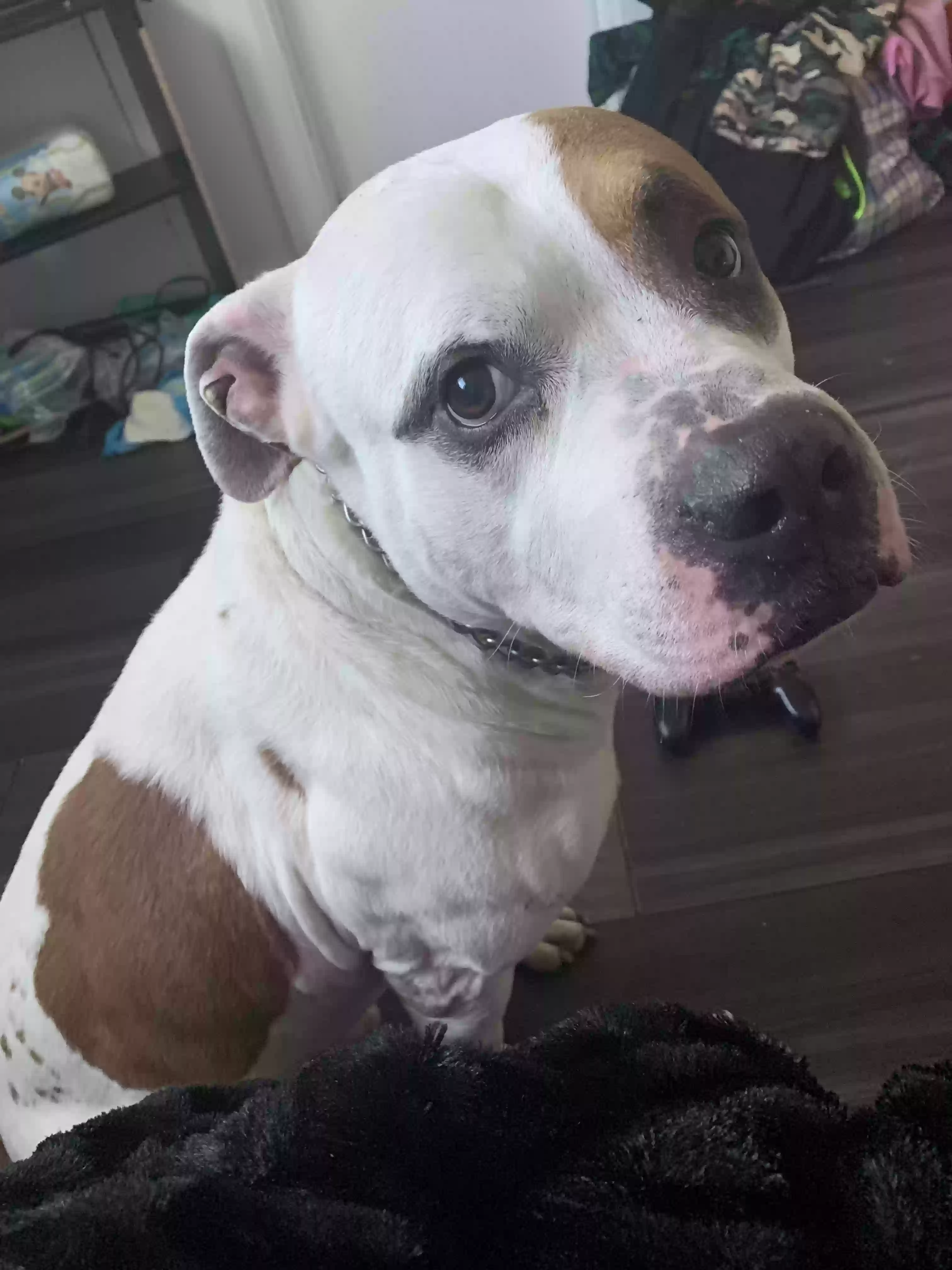adoptable Dog in Detroit,MI named Butch