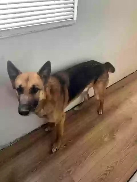 adoptable Dog in Mountain Home,AR named Bruno