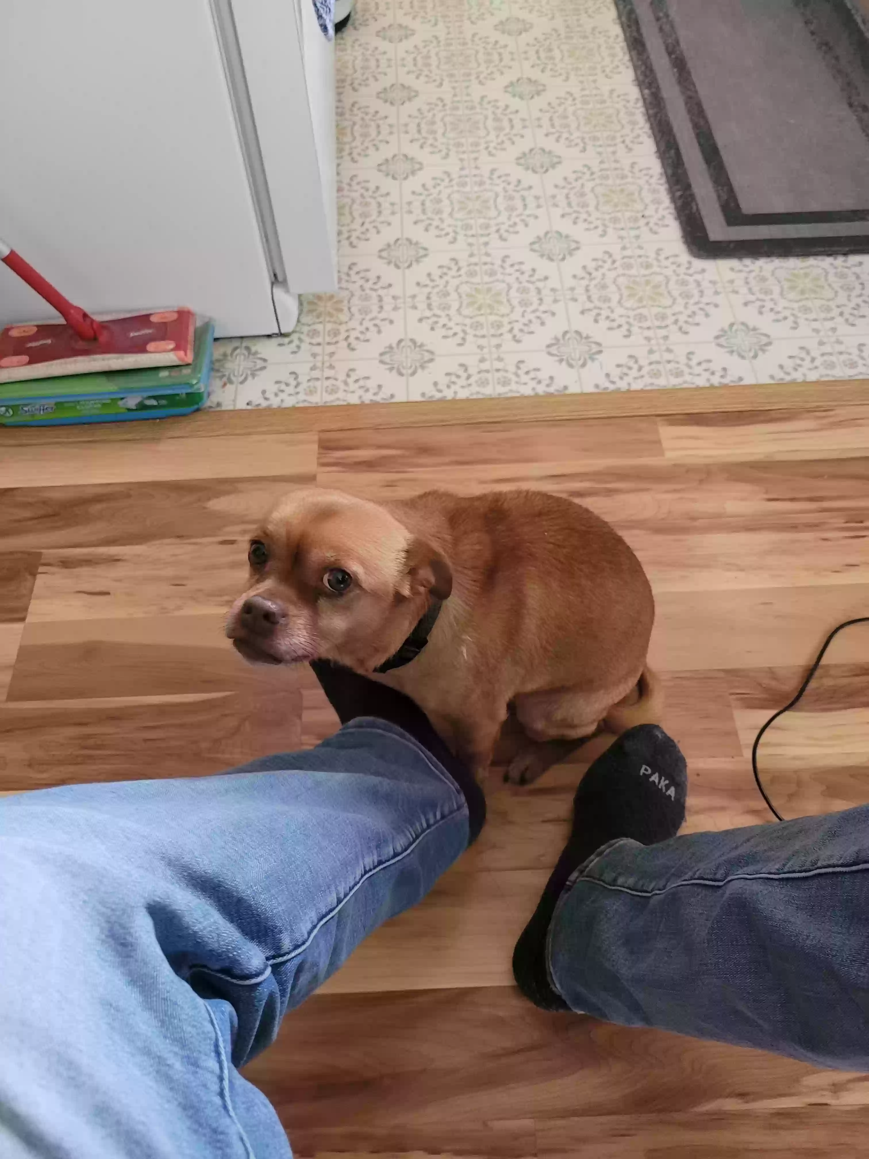 adoptable Dog in Hercules,CA named Buddy