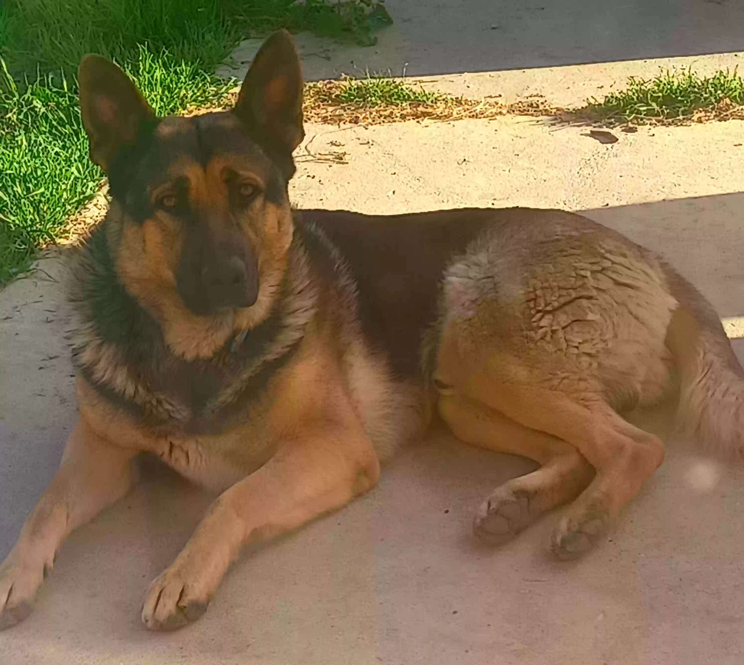 adoptable Dog in Simi Valley,CA named Lobo