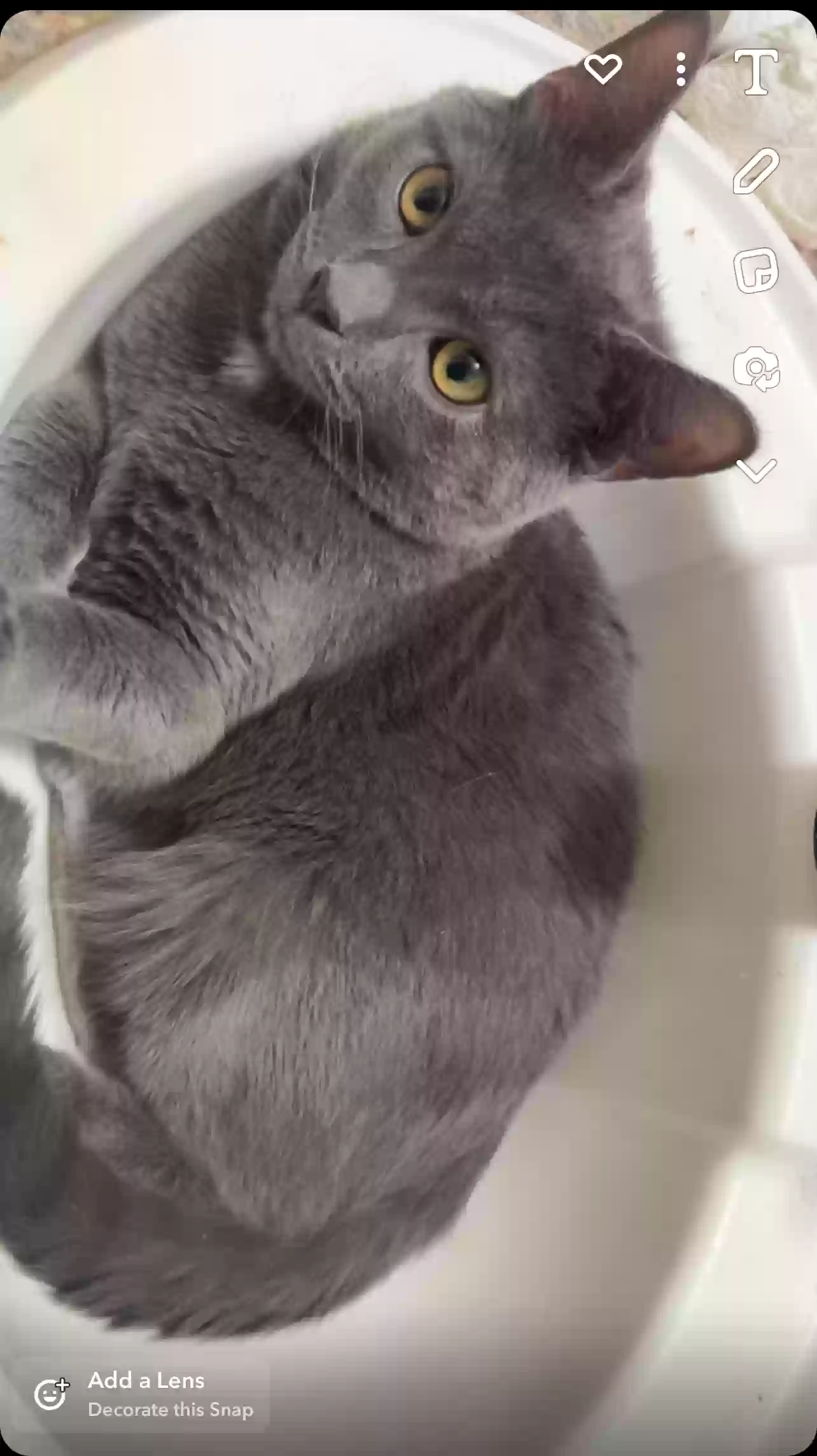adoptable Cat in Millsboro,DE named Smokie