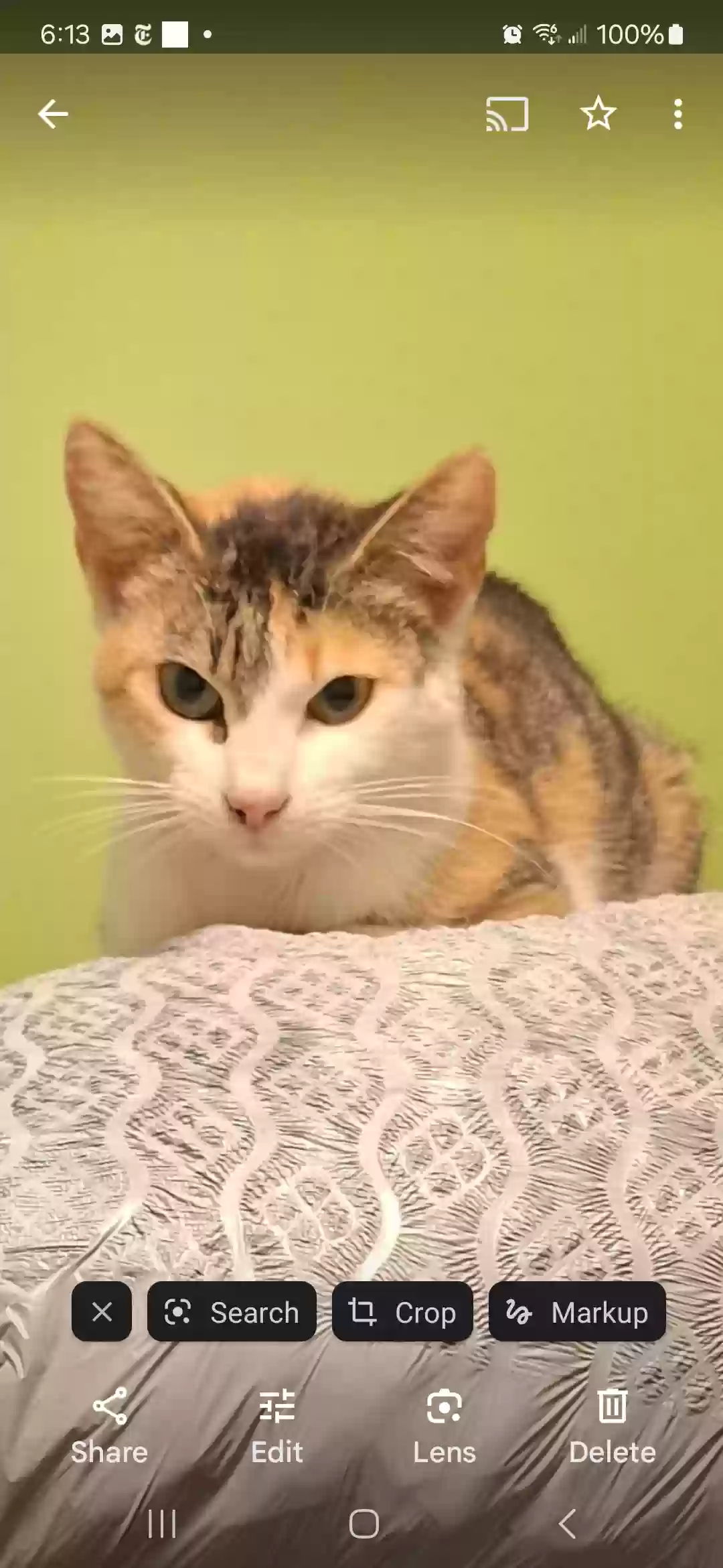 adoptable Cat in Milledgeville,GA named Cat
