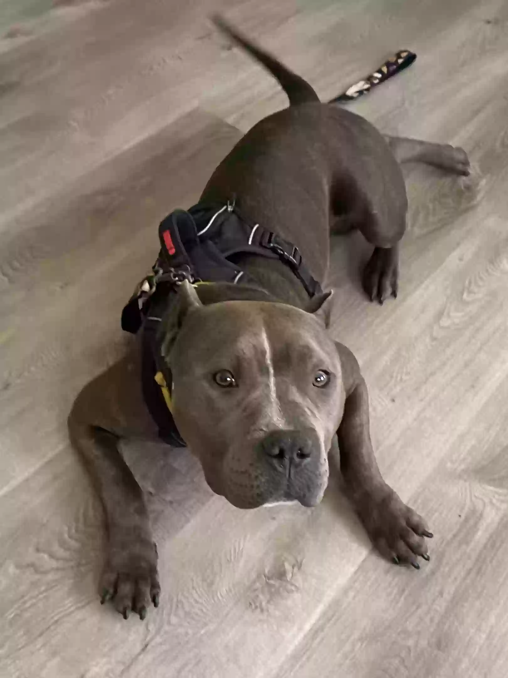 adoptable Dog in Augusta,GA named Yoshi