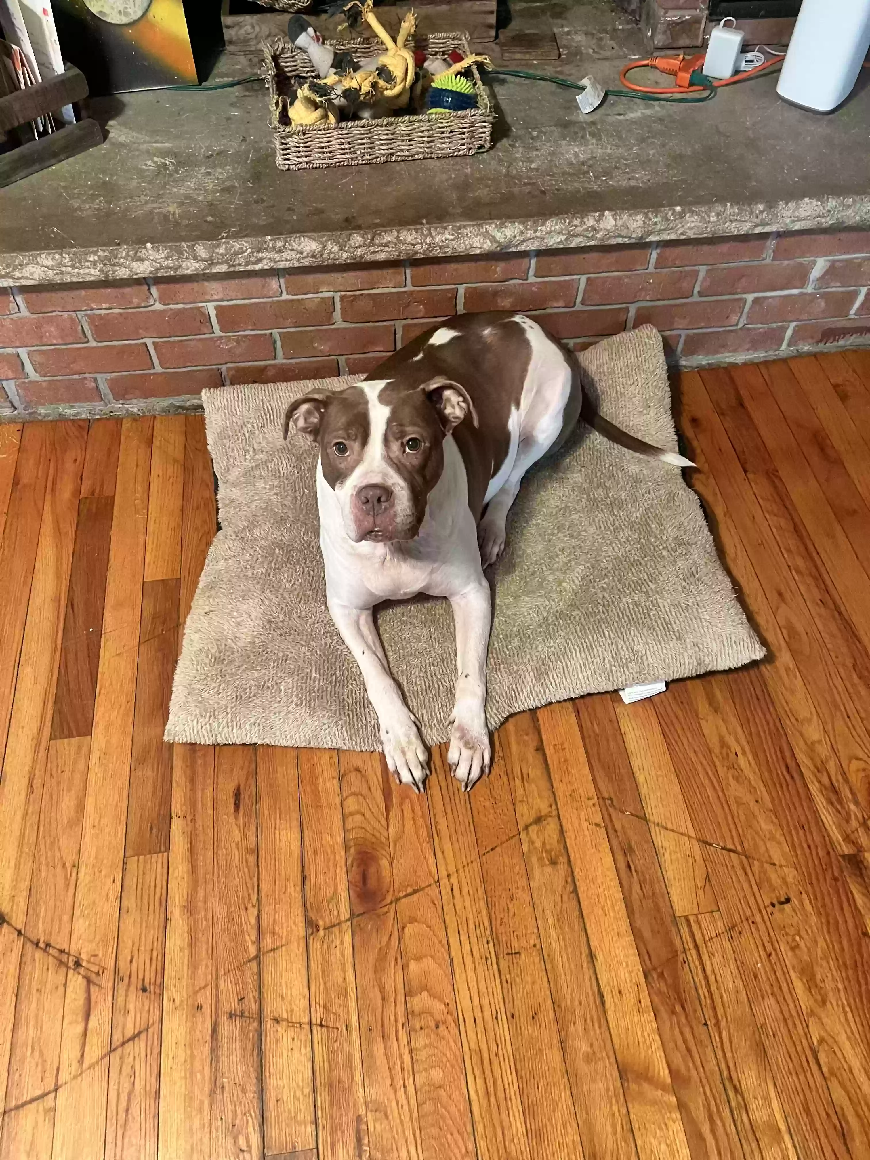 adoptable Dog in Charlotte,MI named Sasha
