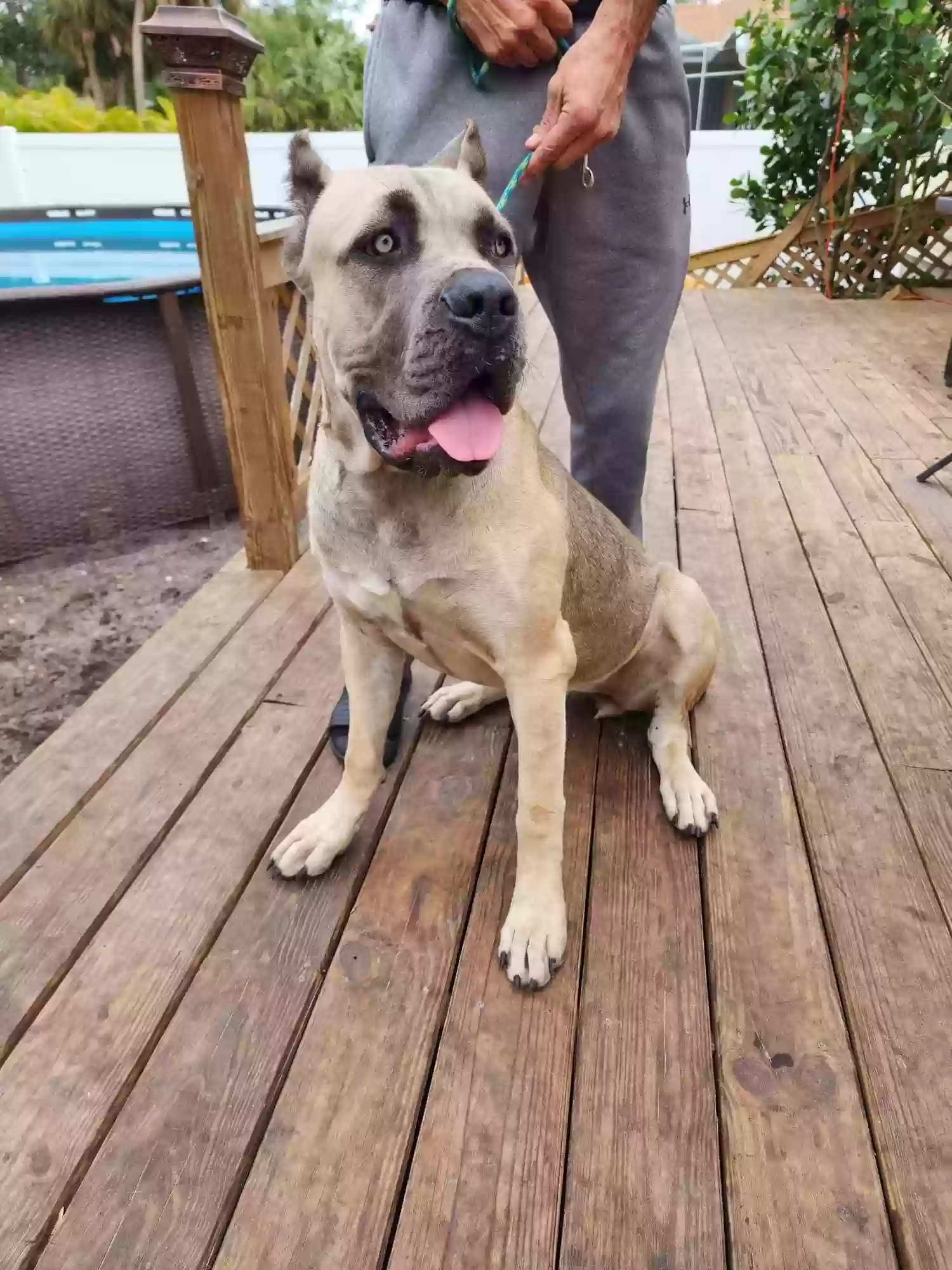 adoptable Dog in Mccomb,MS named Missy