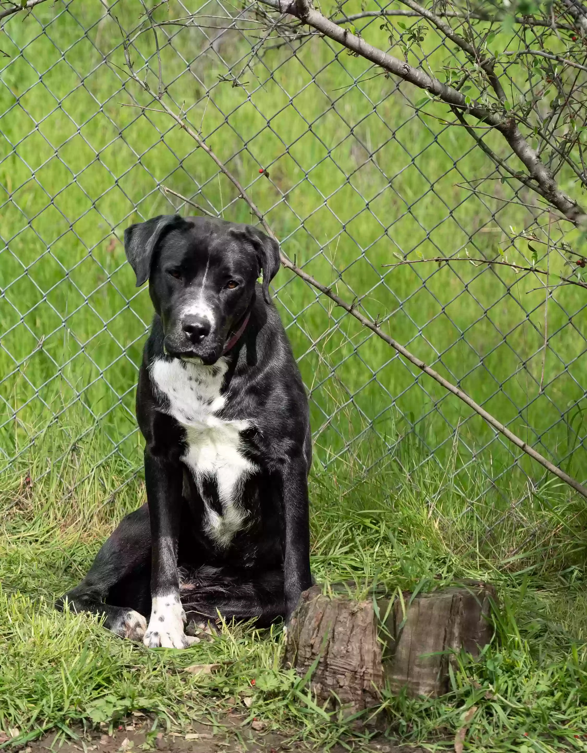 adoptable Dog in Castro Valley,CA named Athena